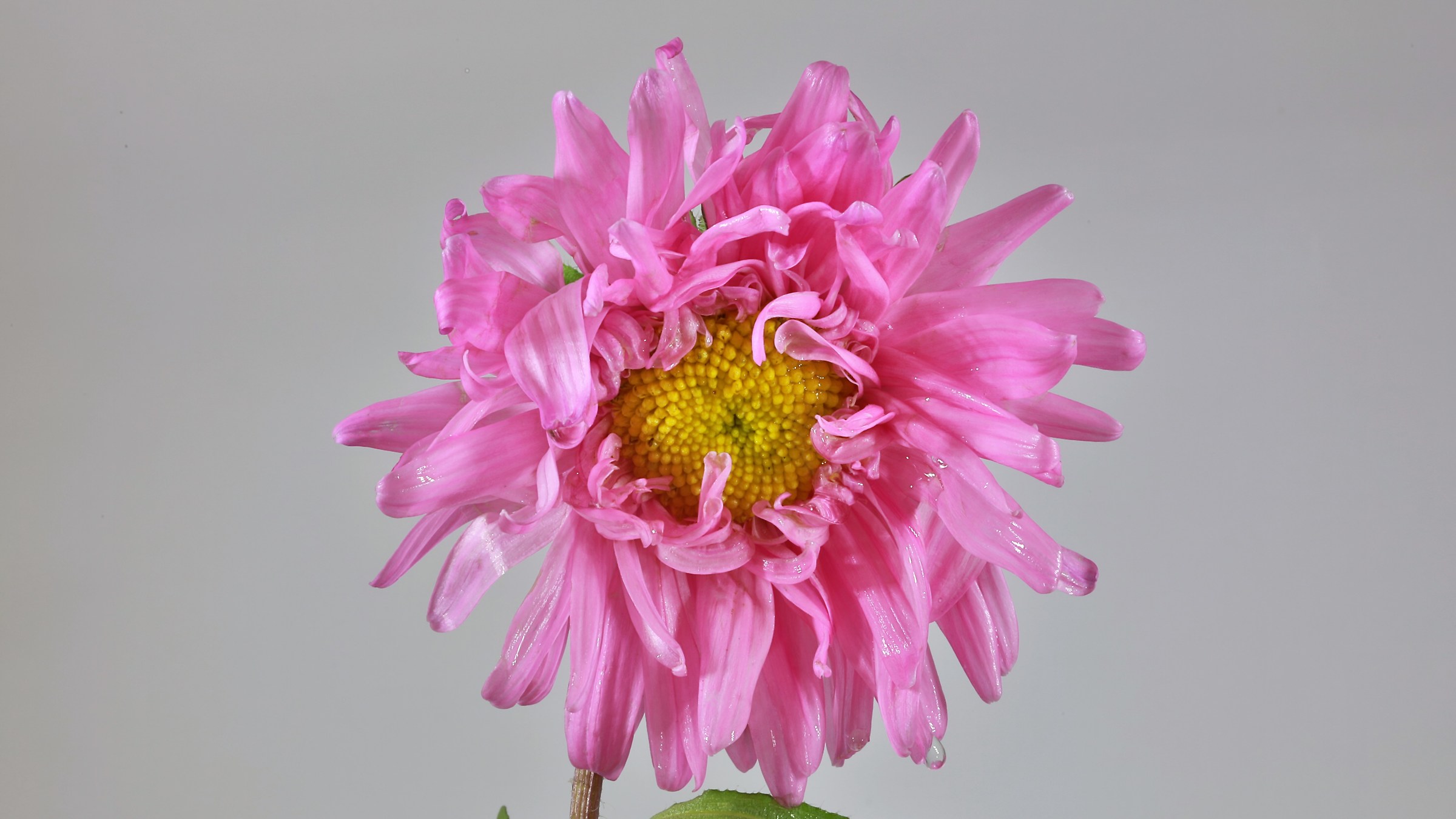 flower (studio photo)