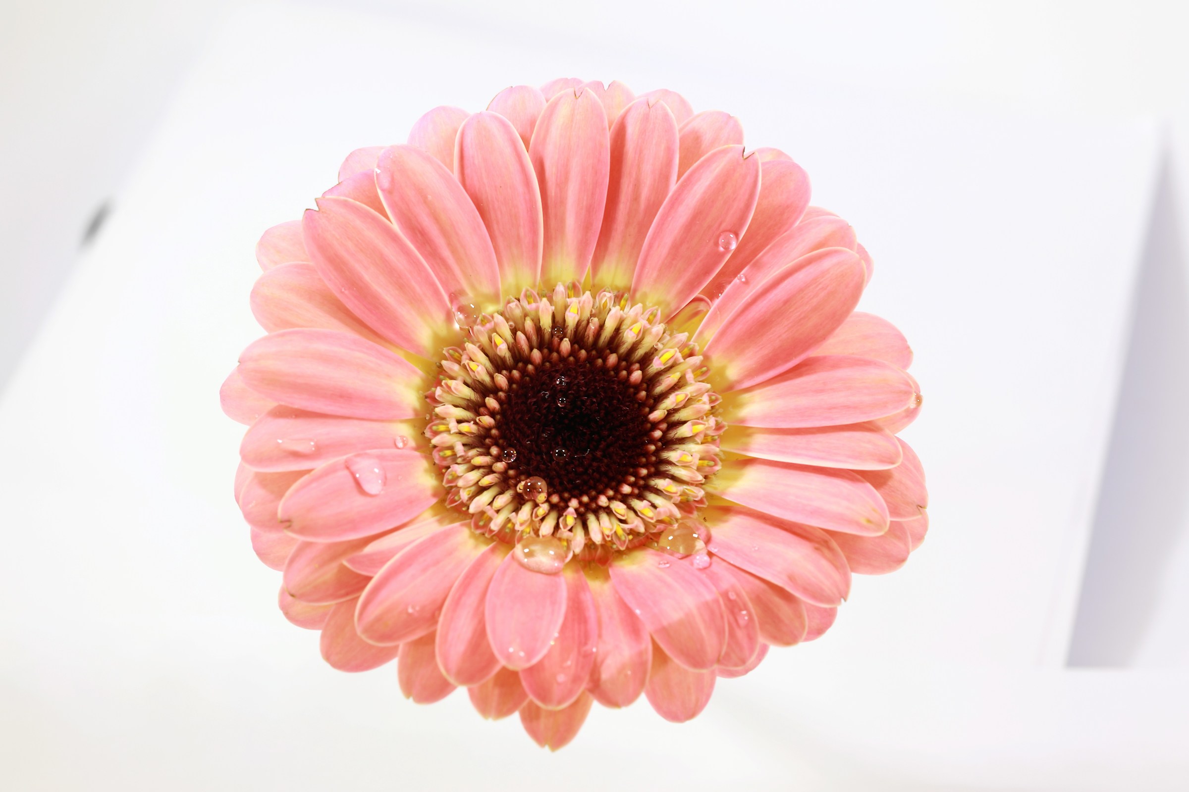 flower (studio photo)
