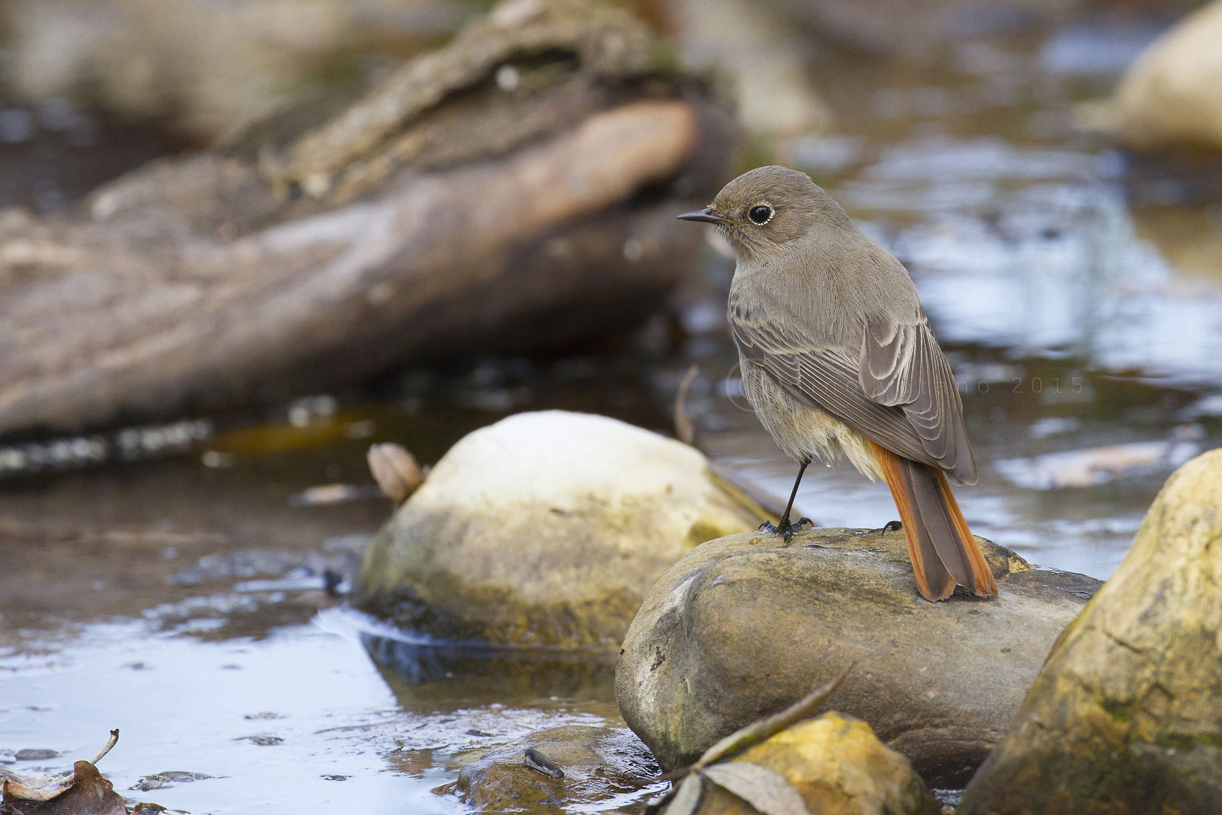 Codirosso spazzacamino (f) Phoenicurus ochruros