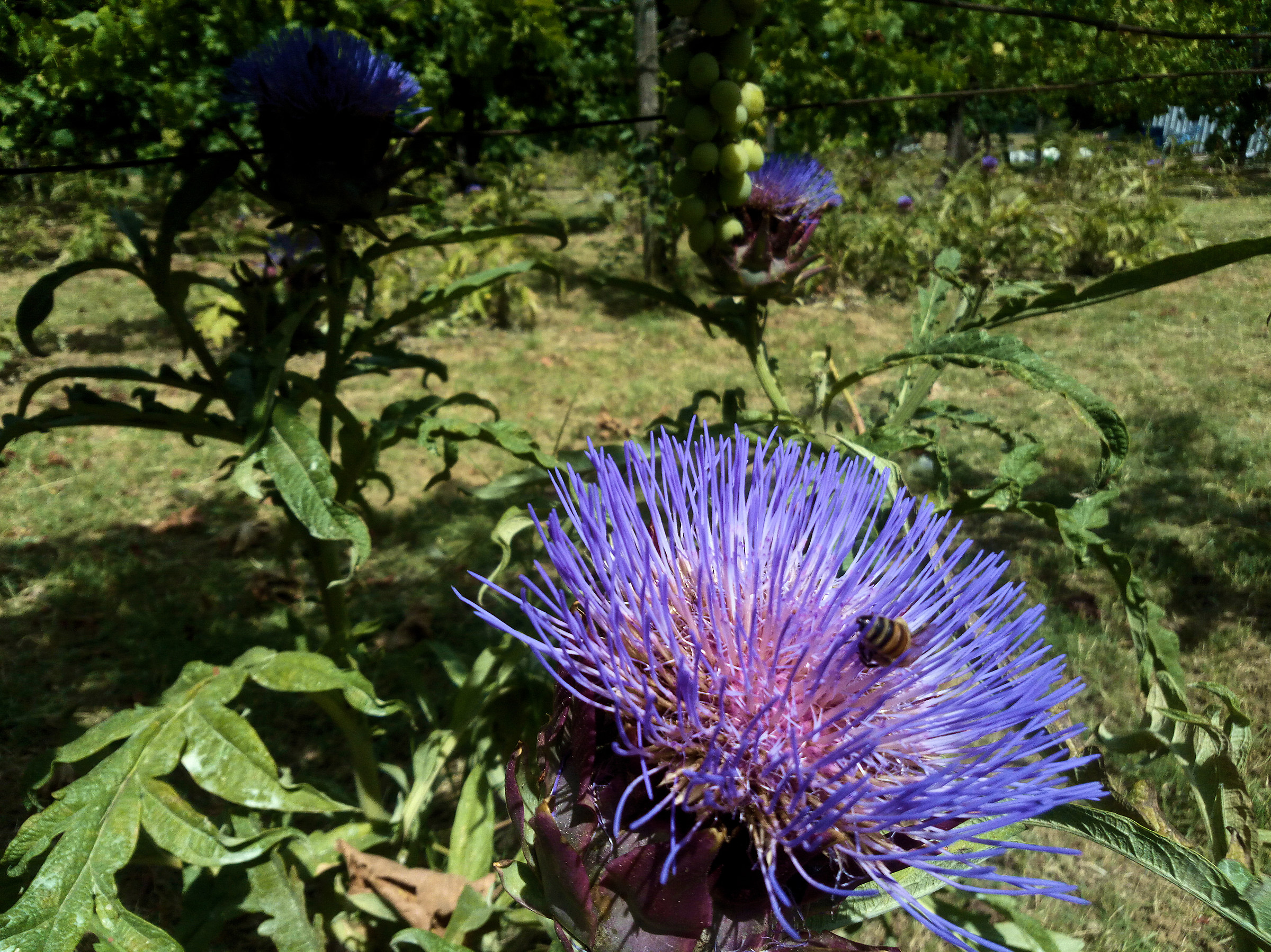 artichoke flower