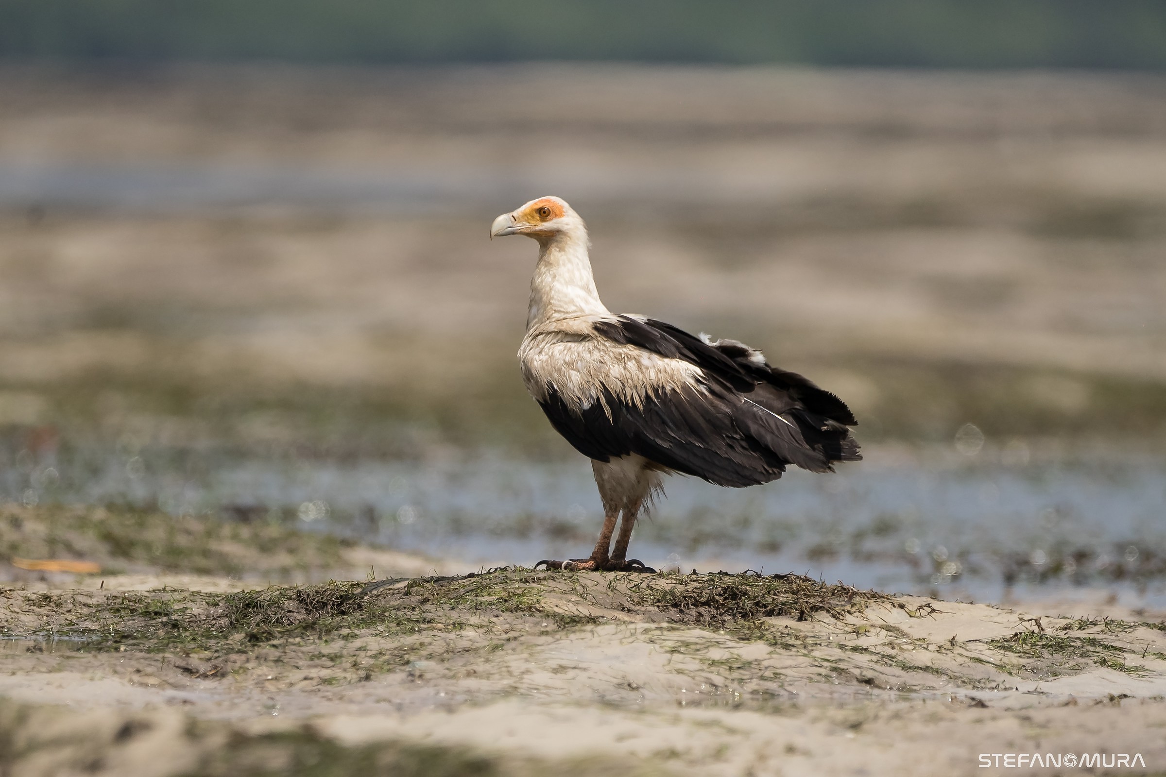 Palm vulture
