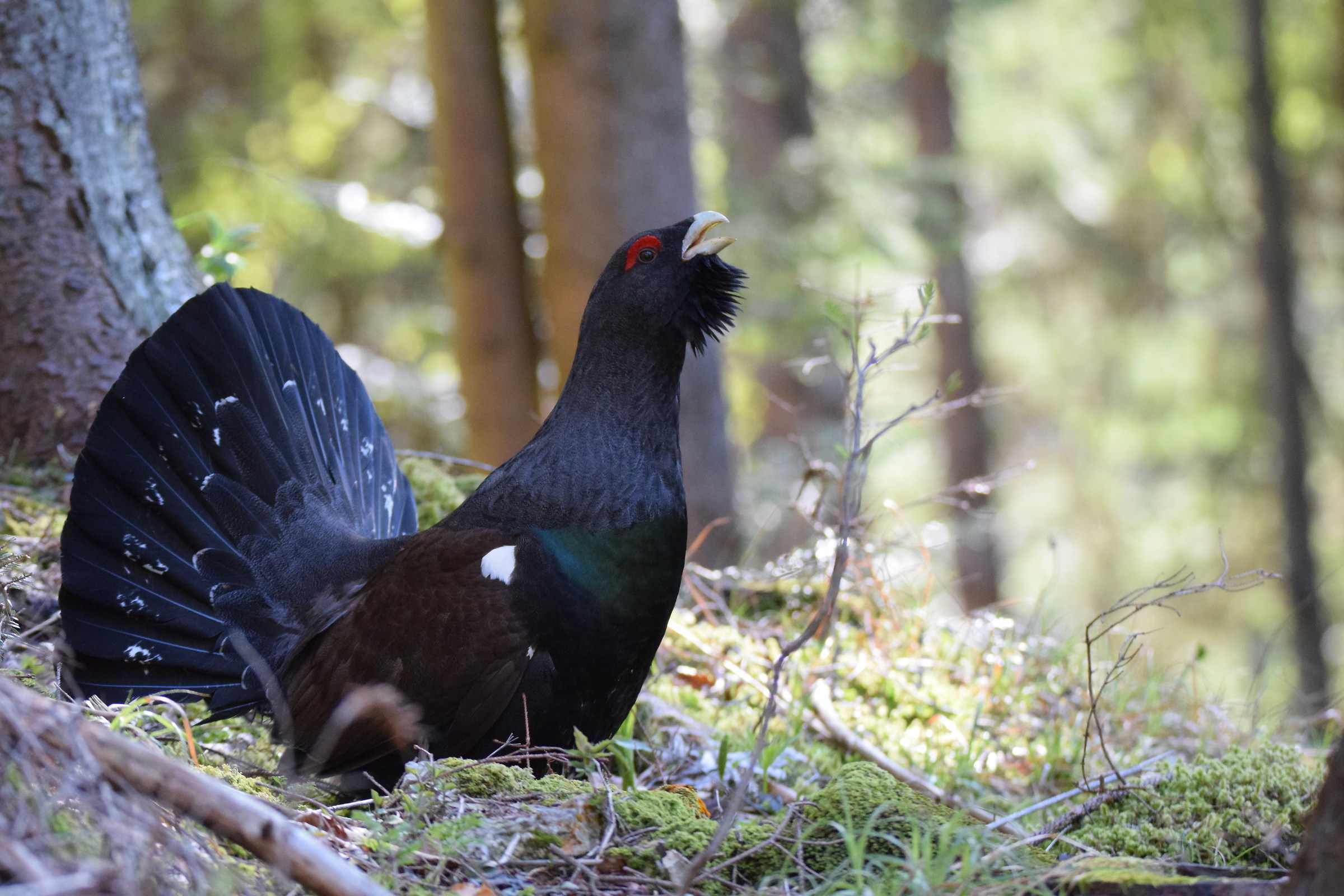 Capercaillie in love