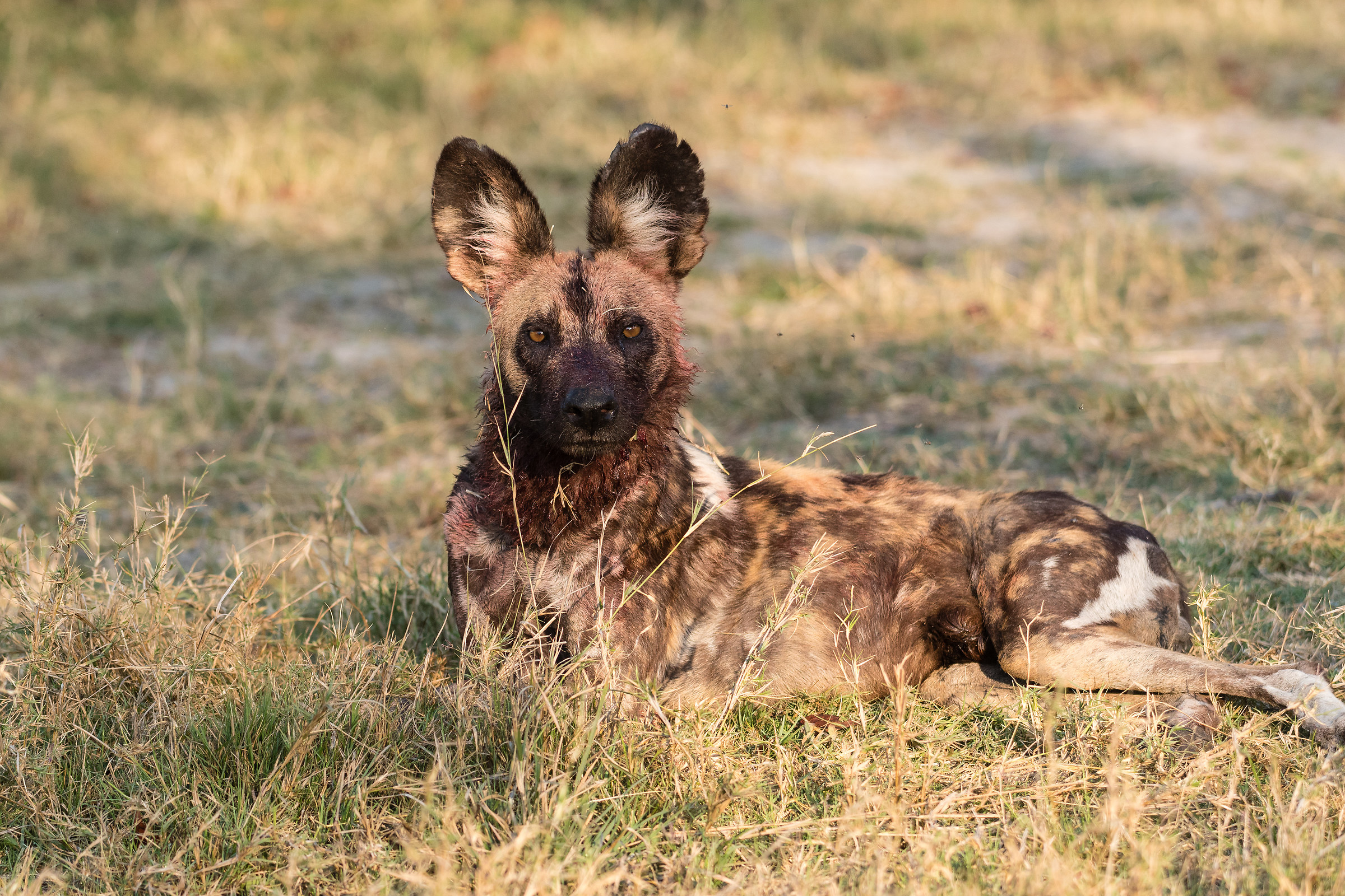 Wild dogs