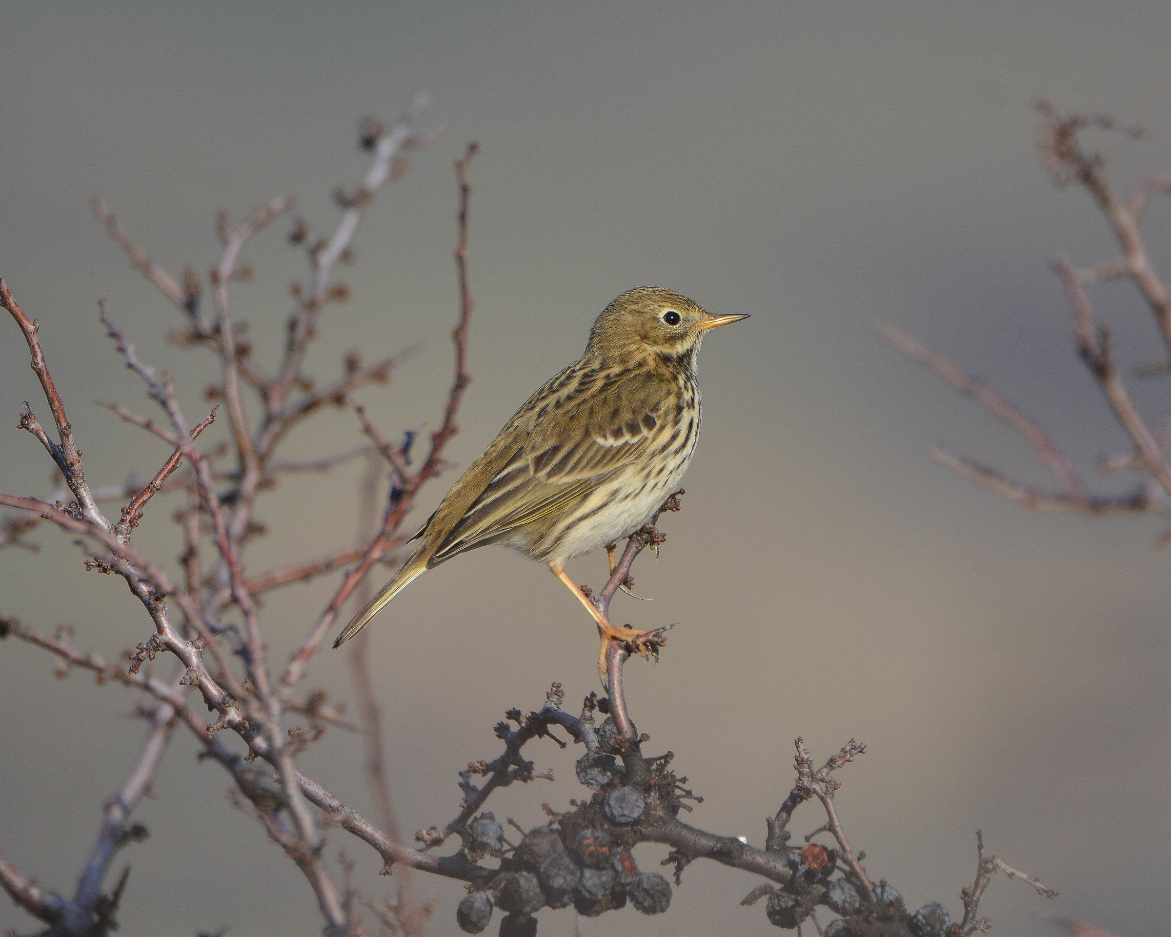 Pipit