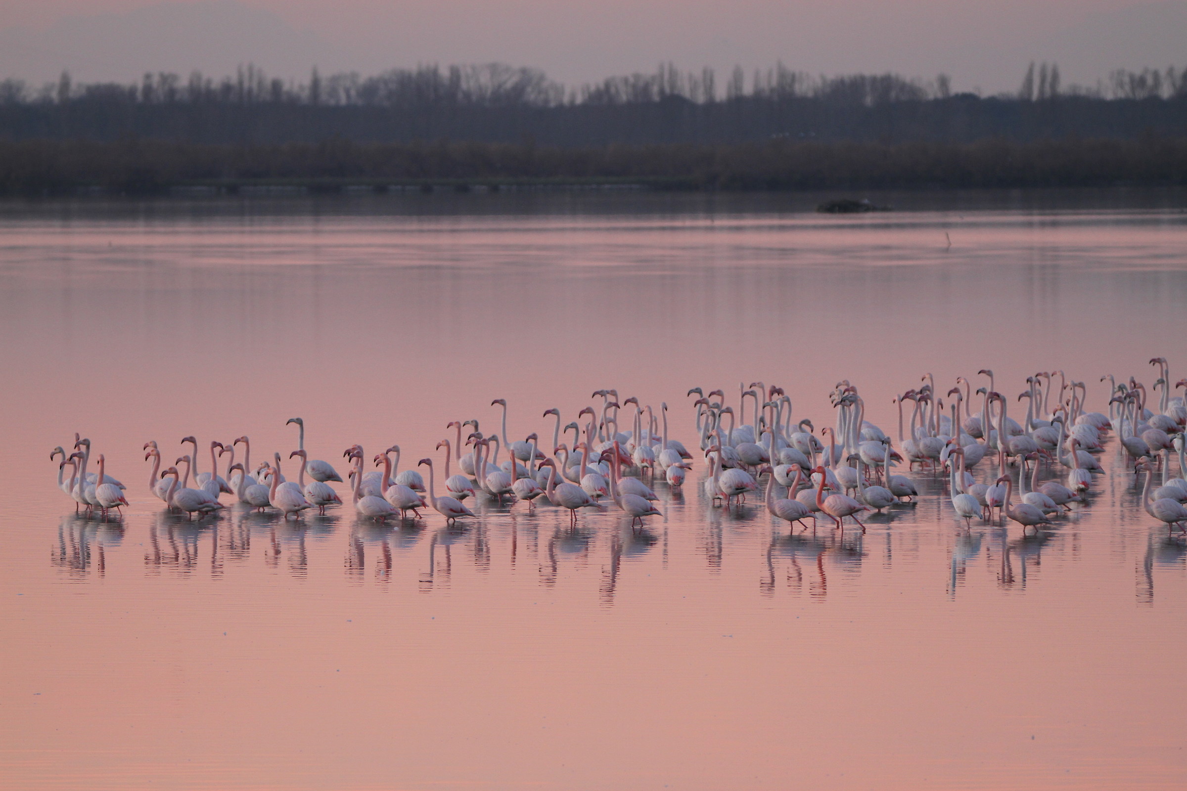 Flamingos at sunset