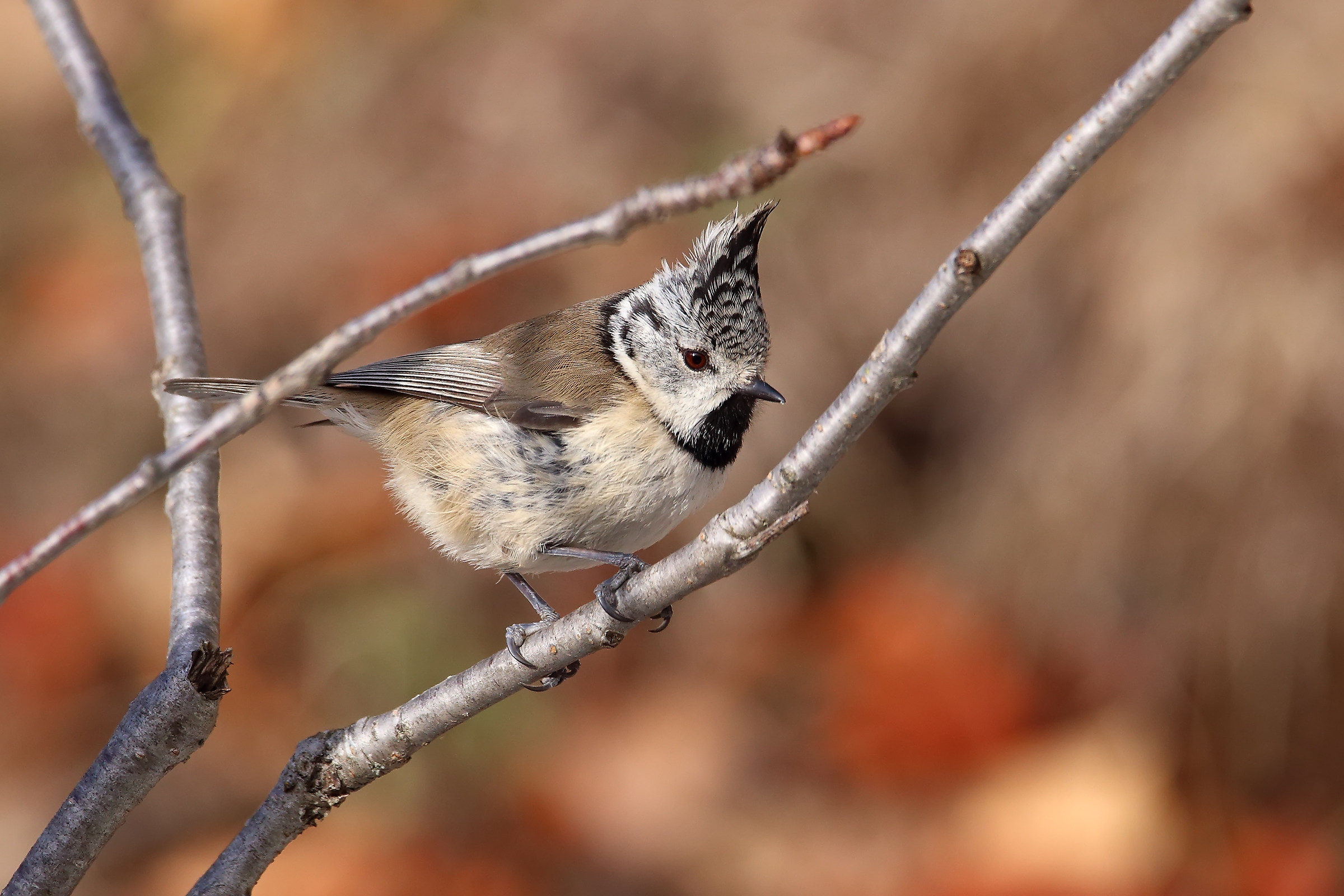 Crested tit (Lophophanes cristatus)