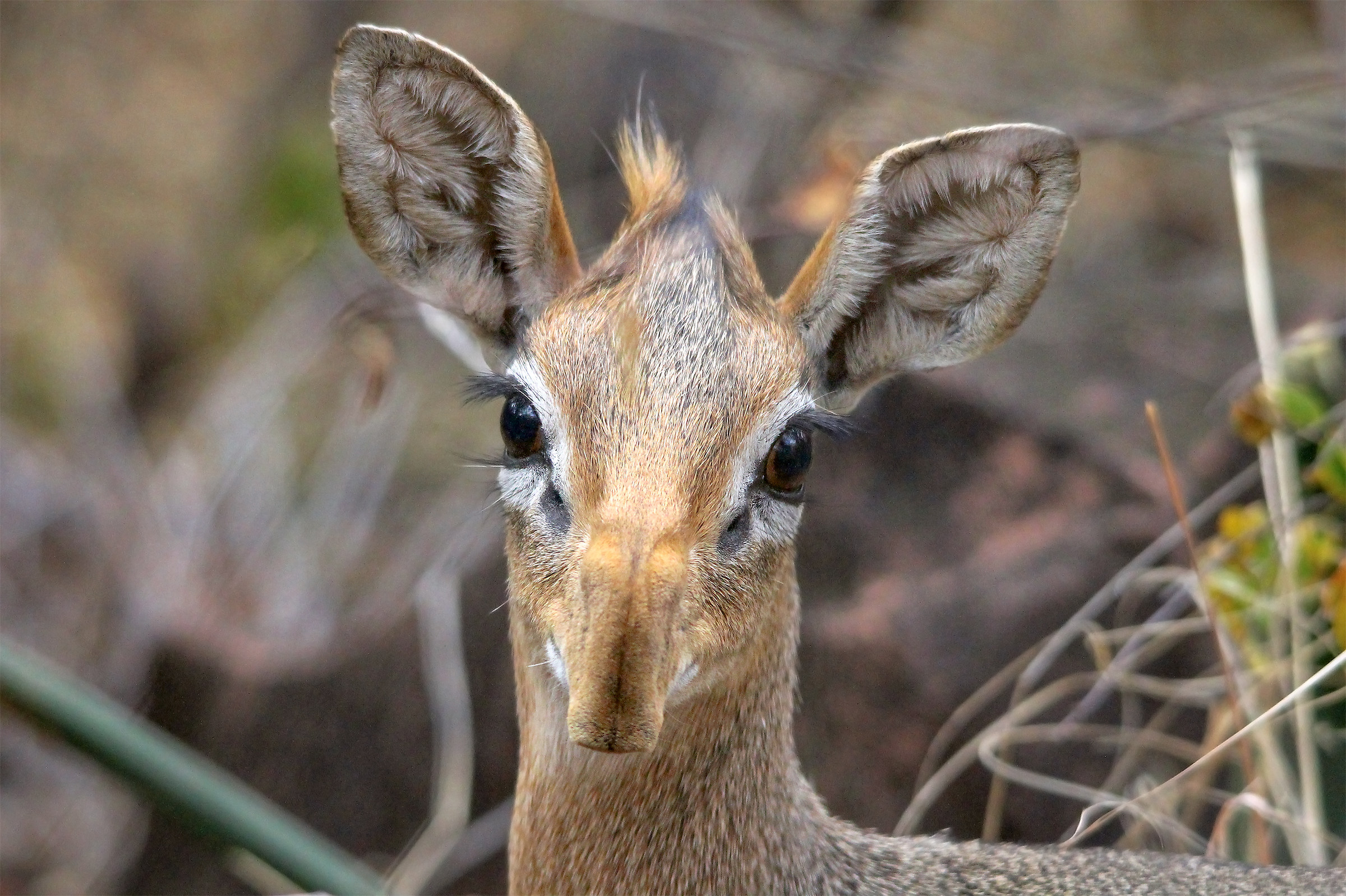 Dik dik