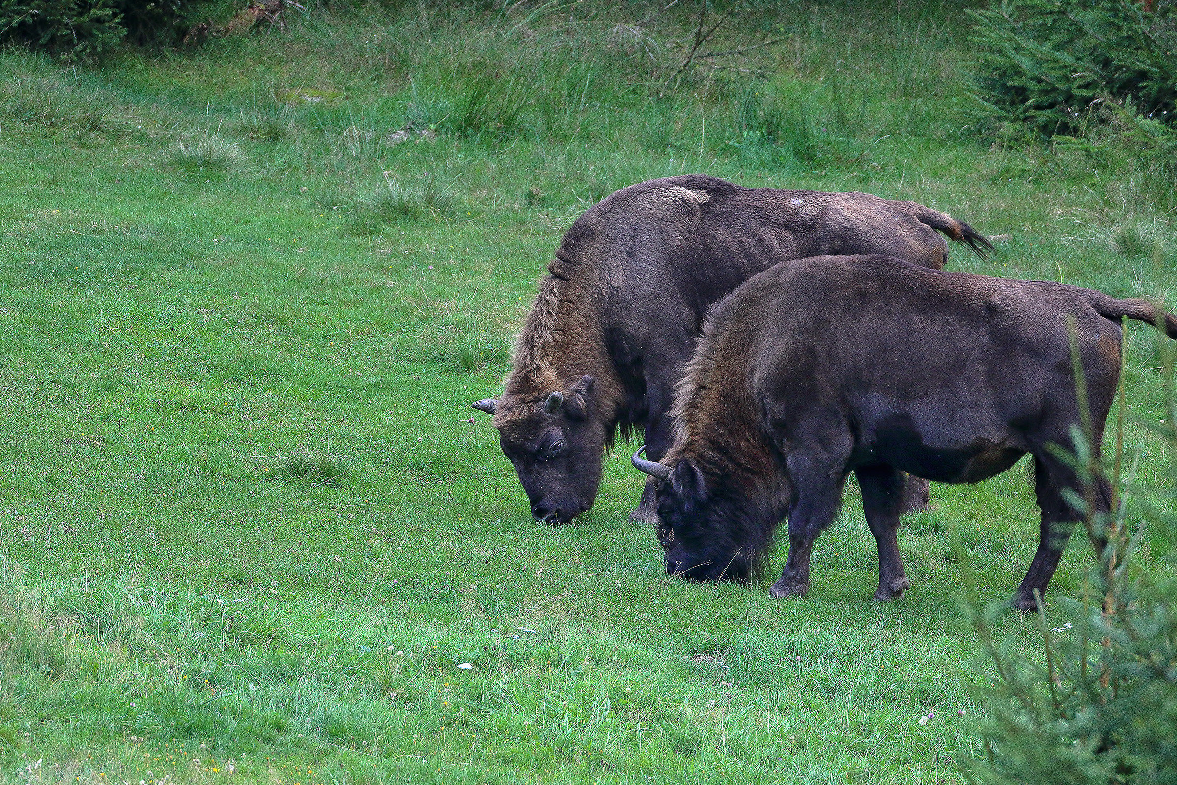 Bisons