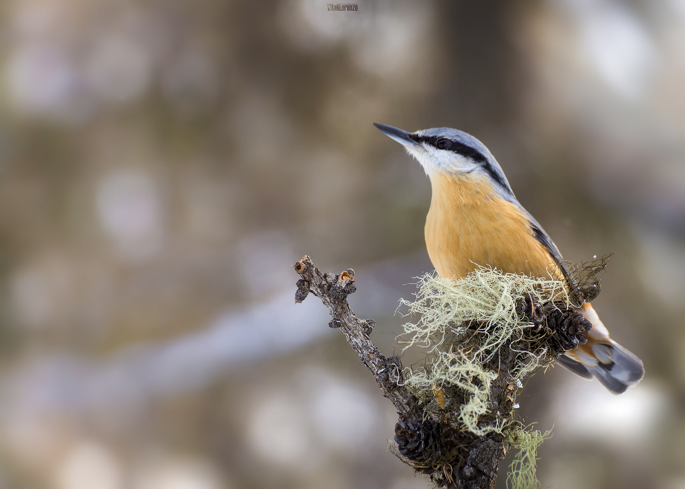Sitta europaea (Nuthatch)