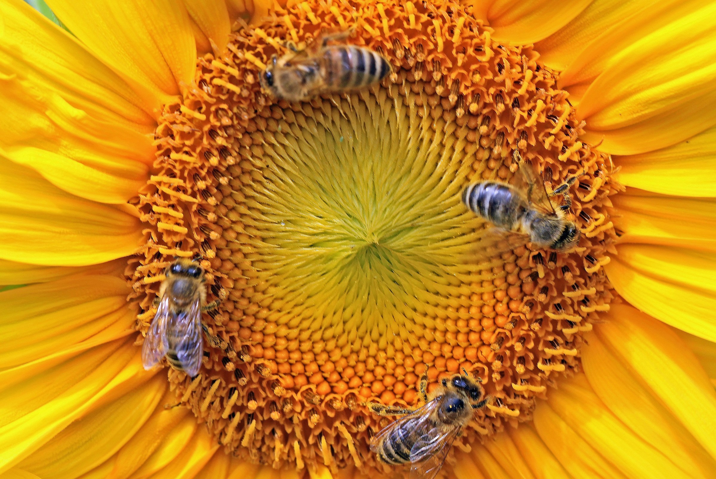 Sunflower with bees