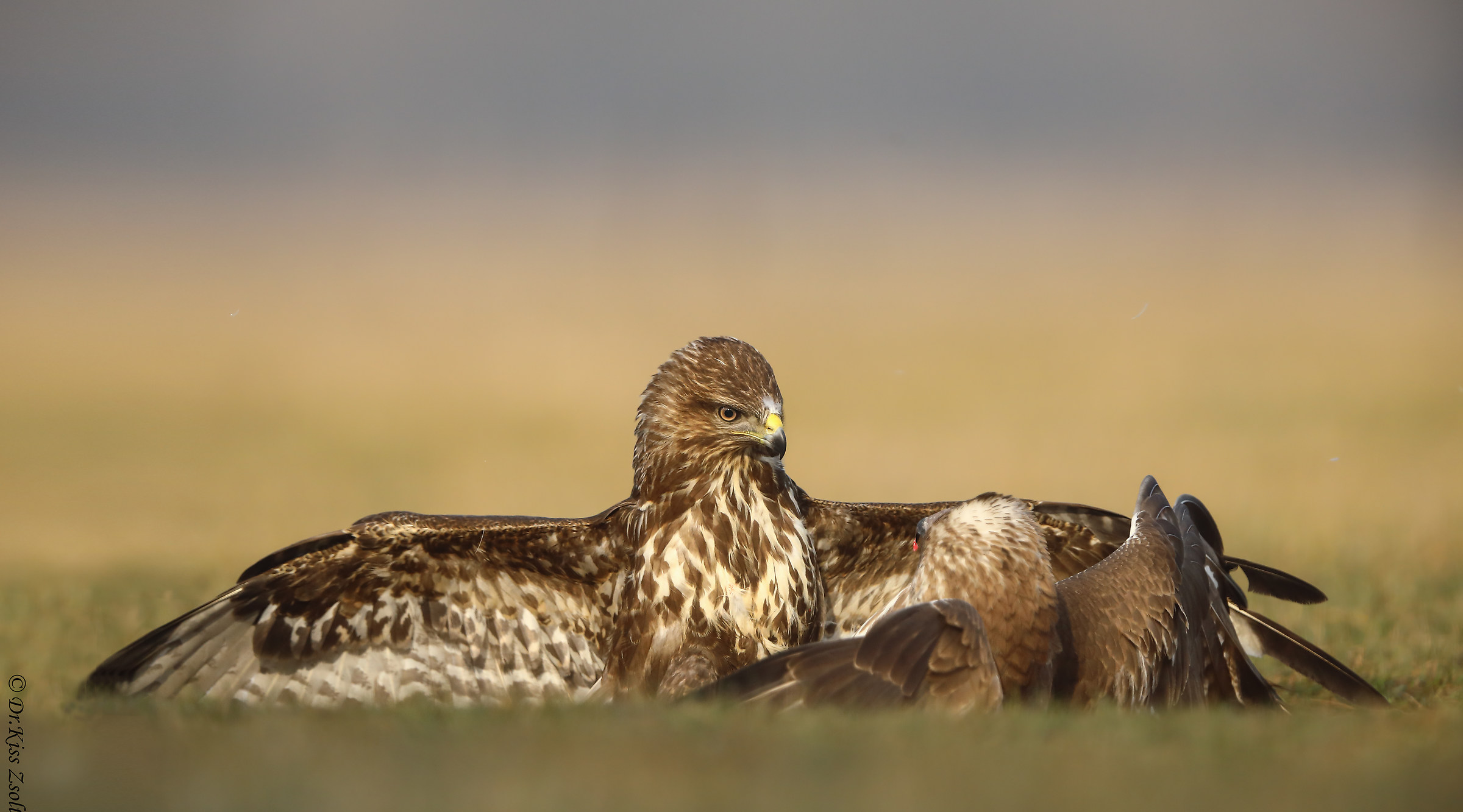 Combattere le poiane