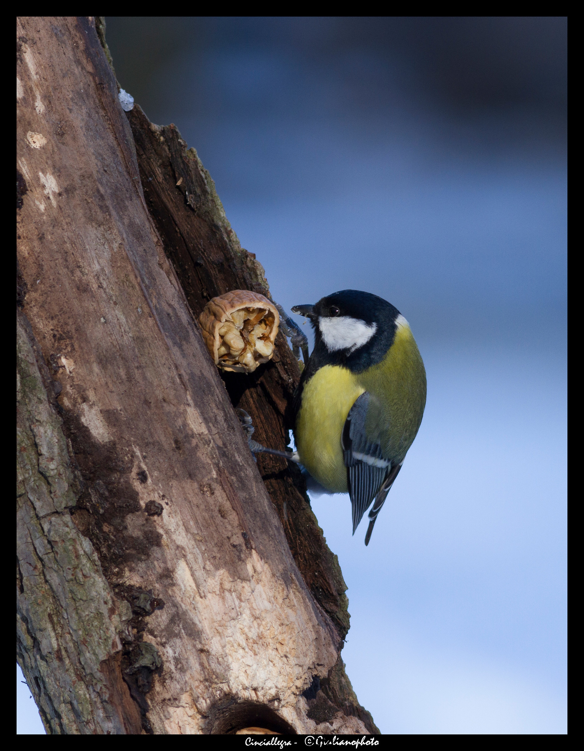 And for snack ... walnut
