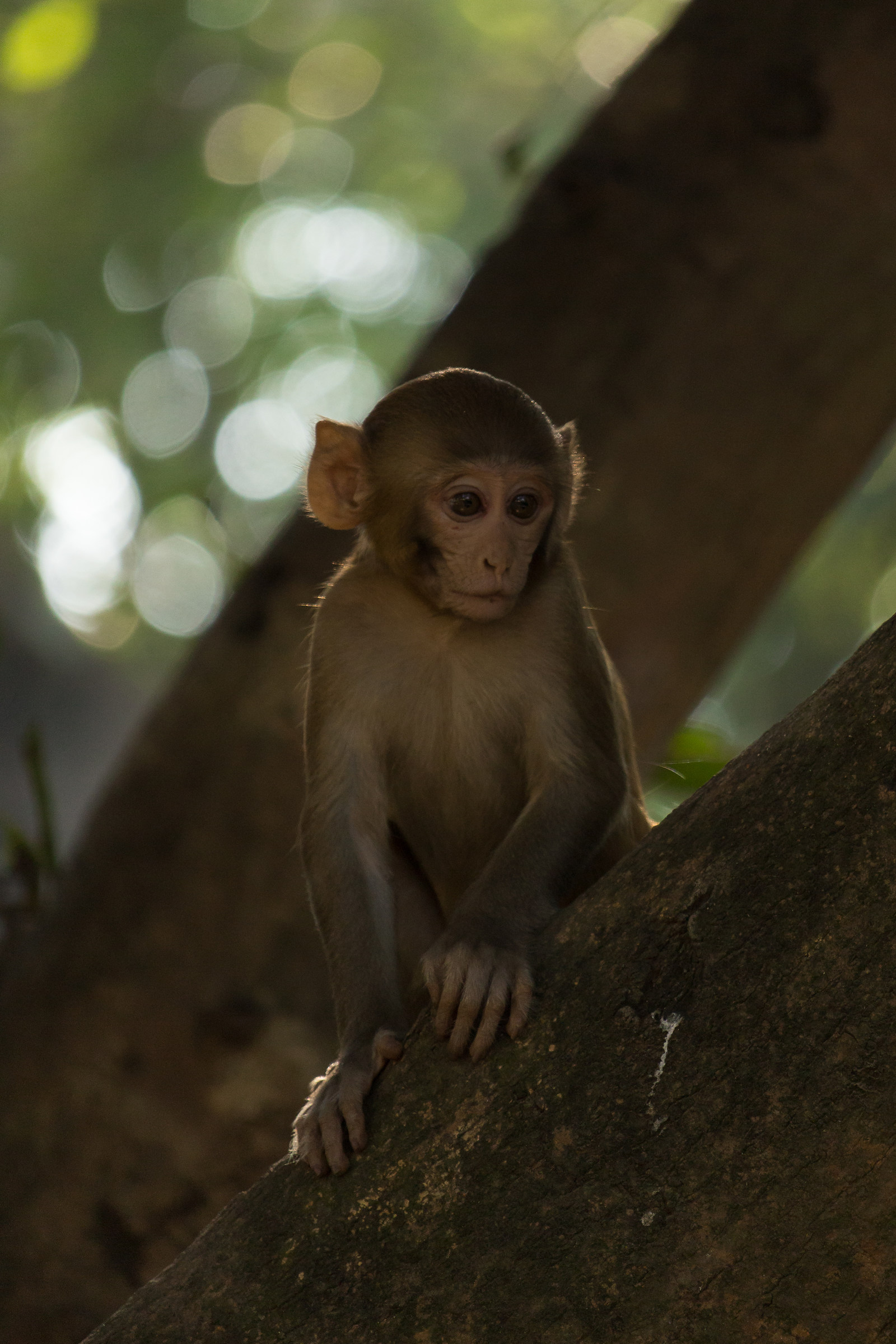 Piccolo di Macaco Rhesus