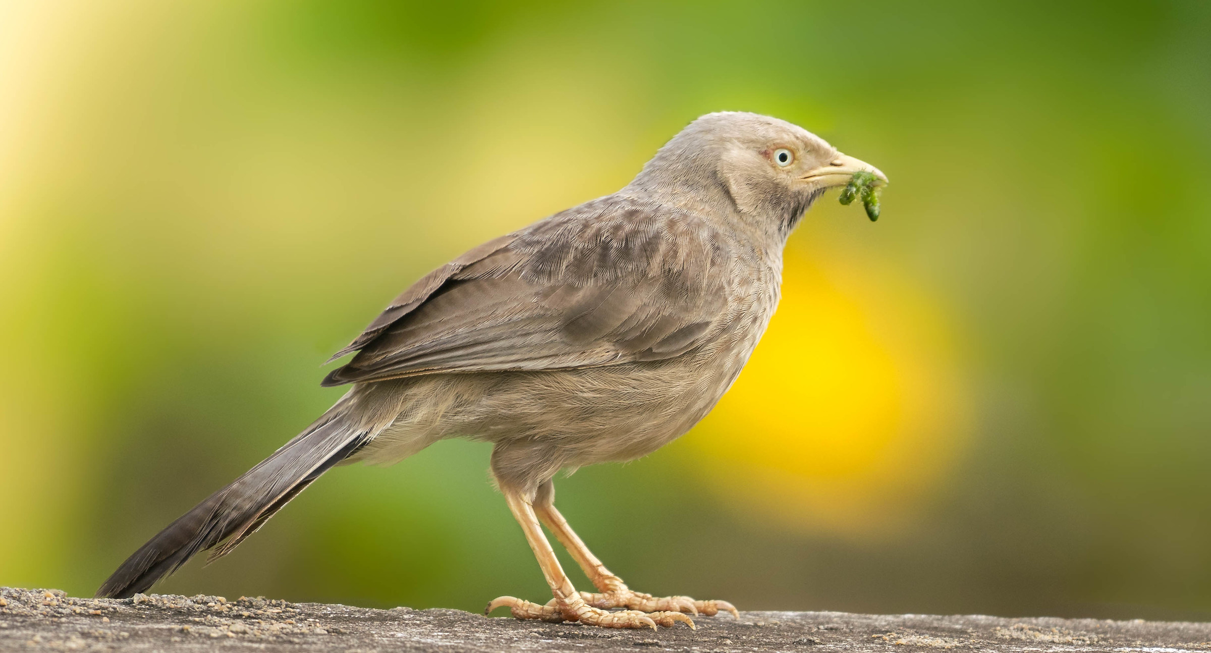 Yellow billed babbler