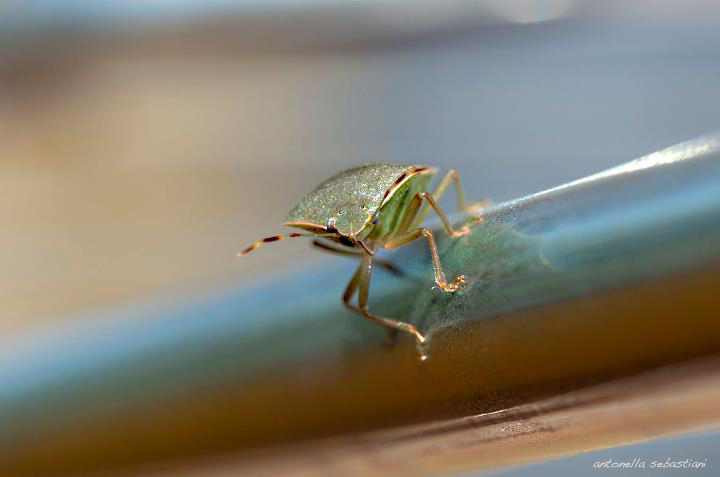 ... non schiacciatela :-)))