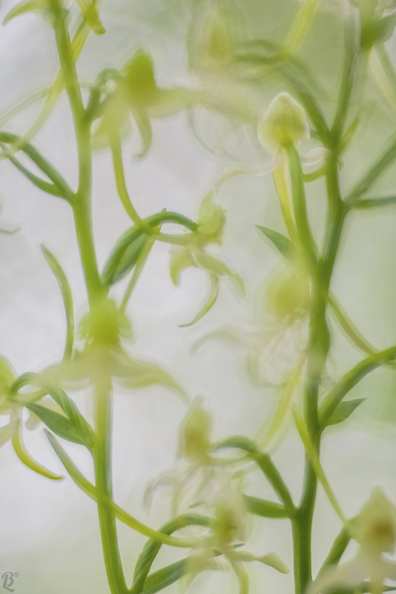 Platanthera chlorantha