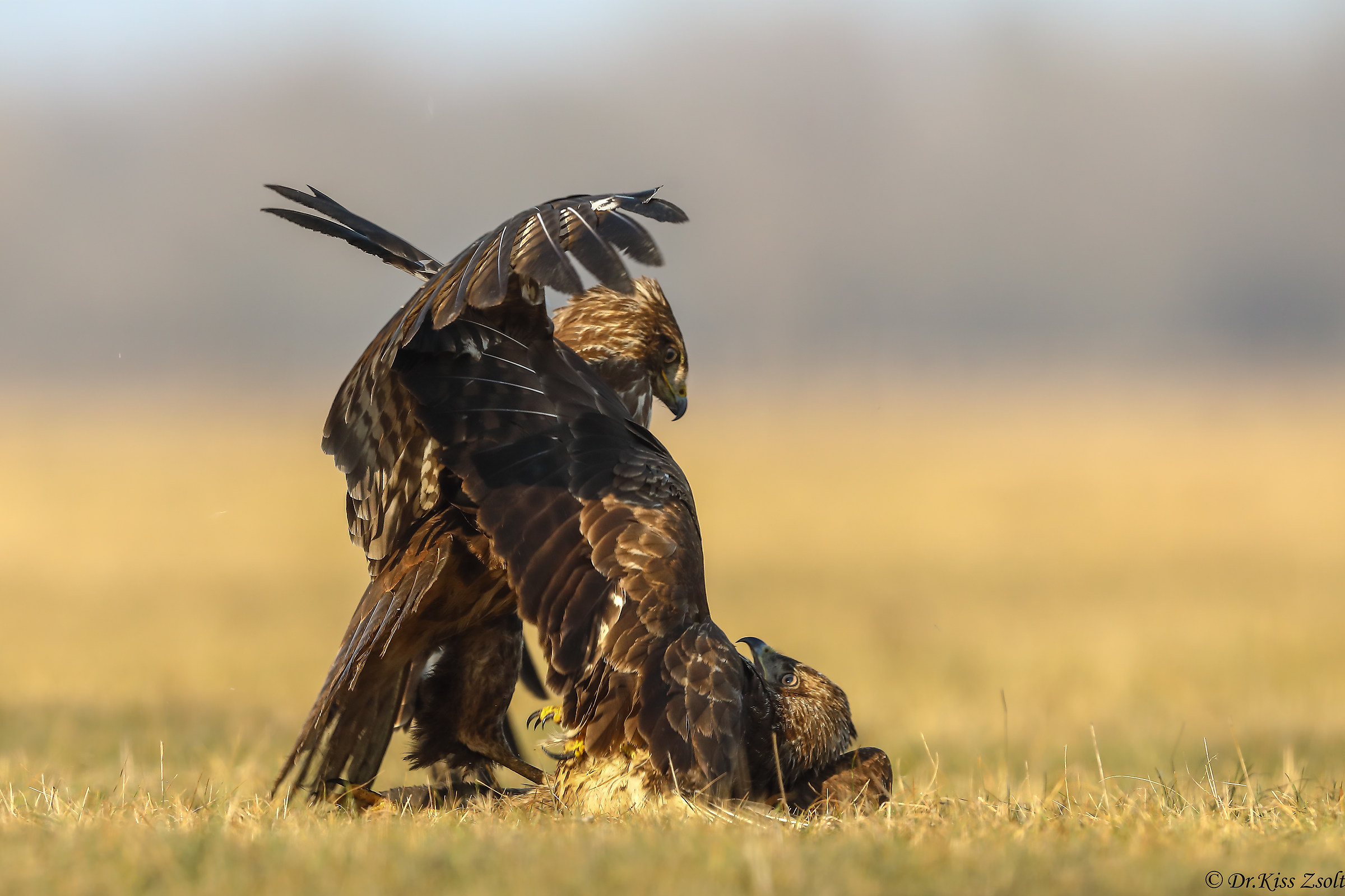 Combattere le poiane