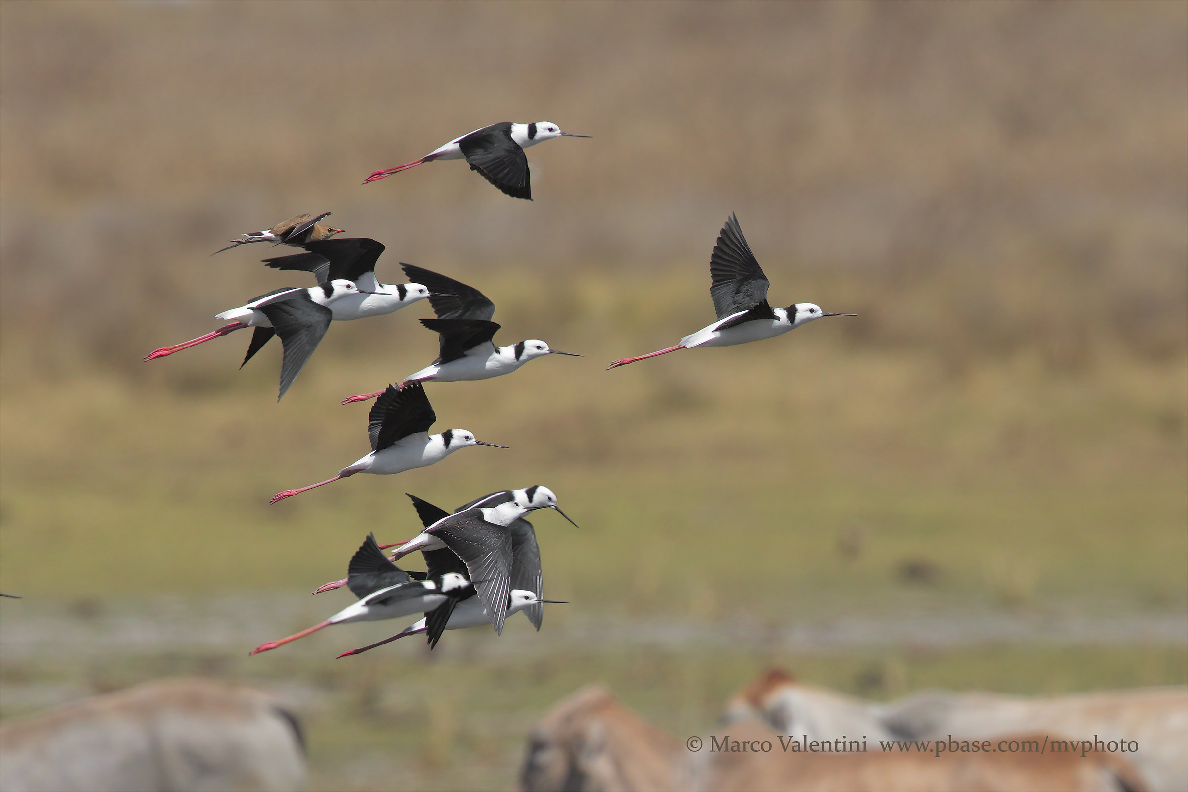 The flight of the knights ... with intruder