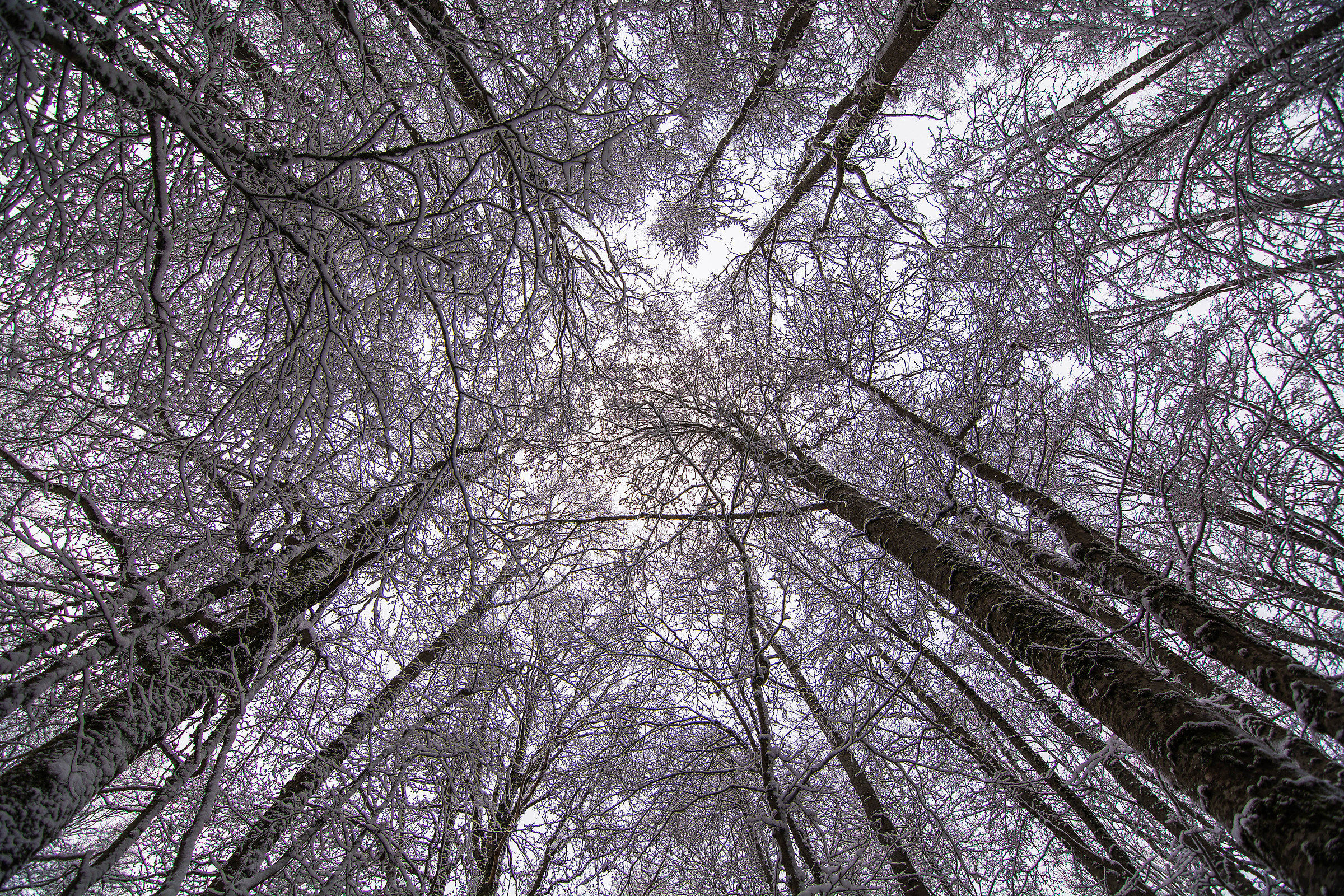 Sila - Località Tirivolo