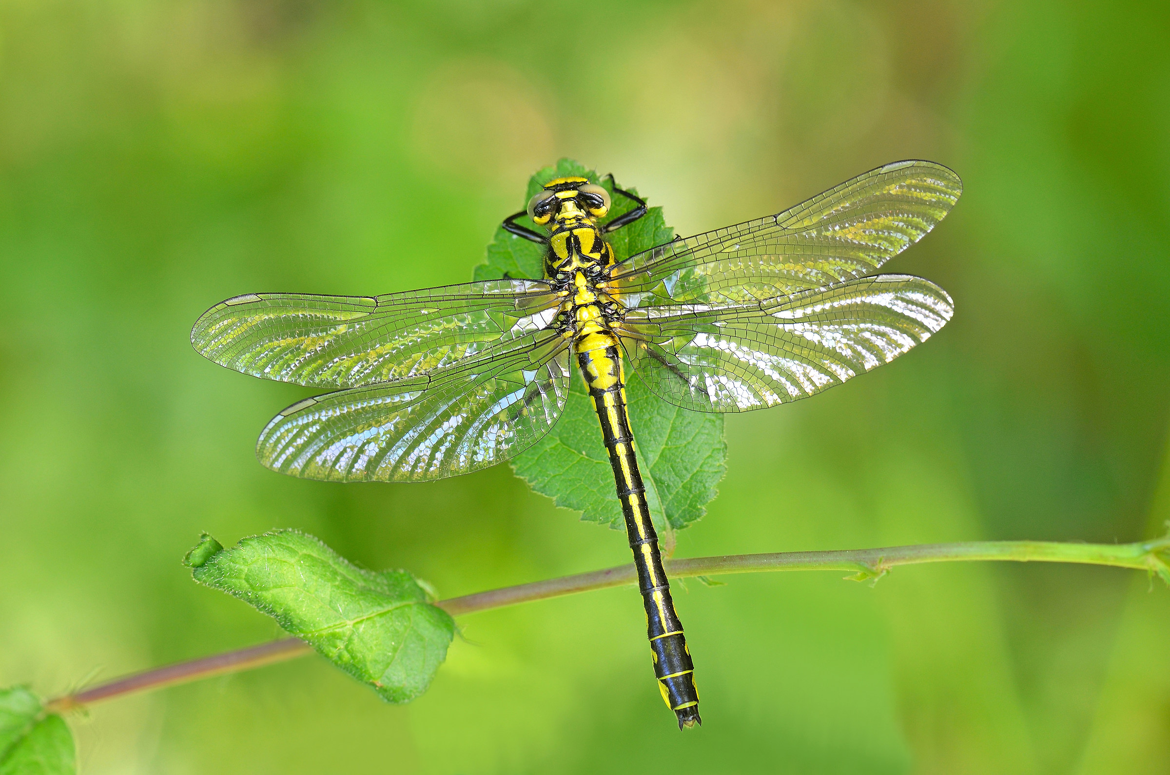 Gomphus vulgatissimus