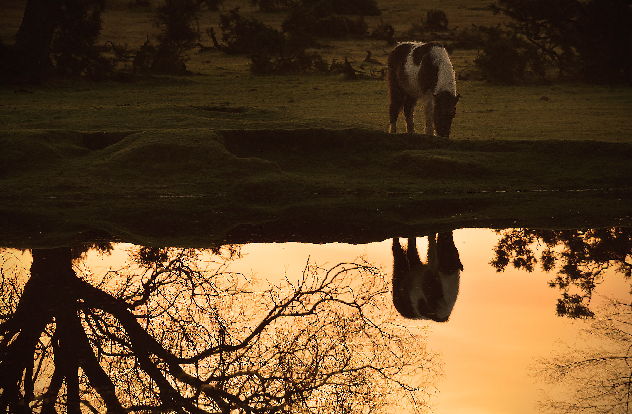 Reflected Grazing New Forest Pony at Dawn