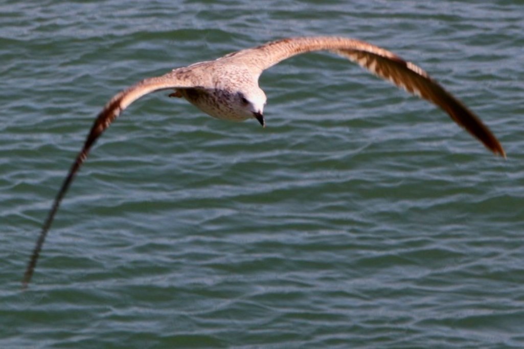 the seagull in flight