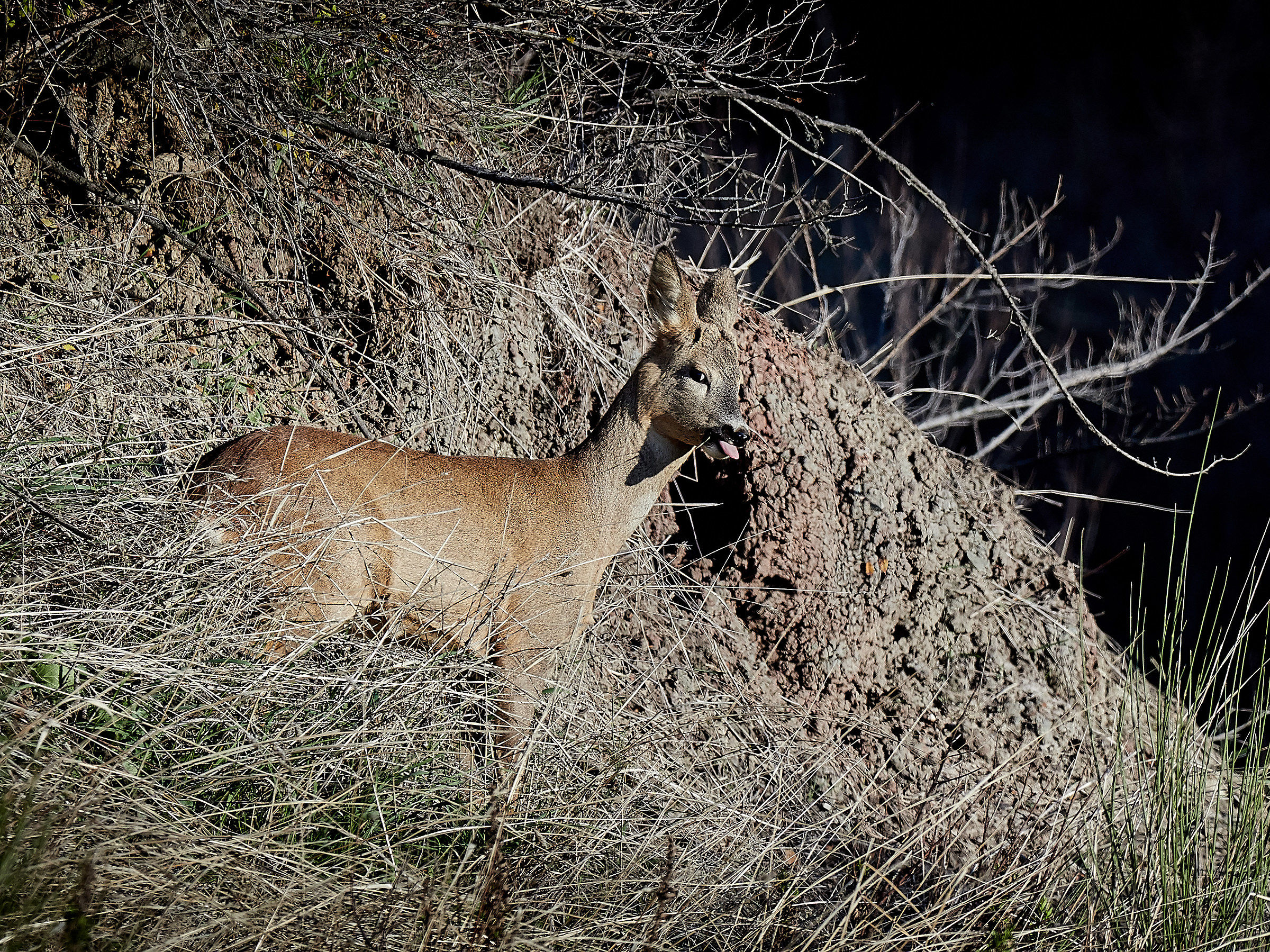 The fawn tongue