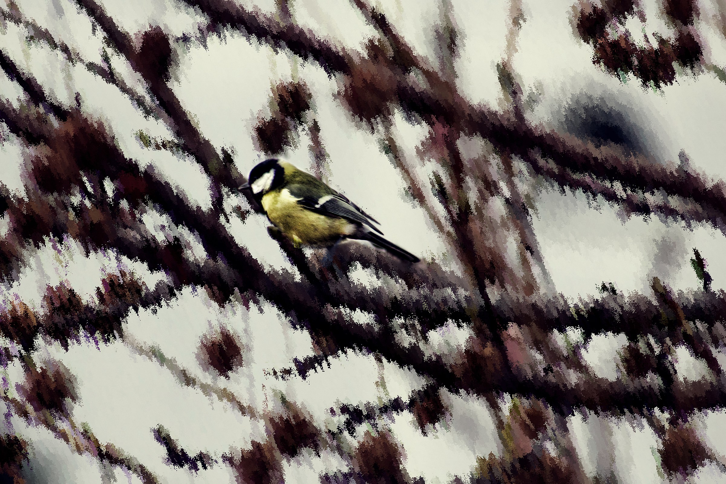 La Magia della Cincia