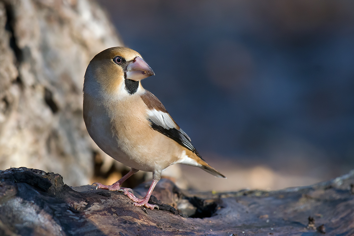 Hawfinch (female)