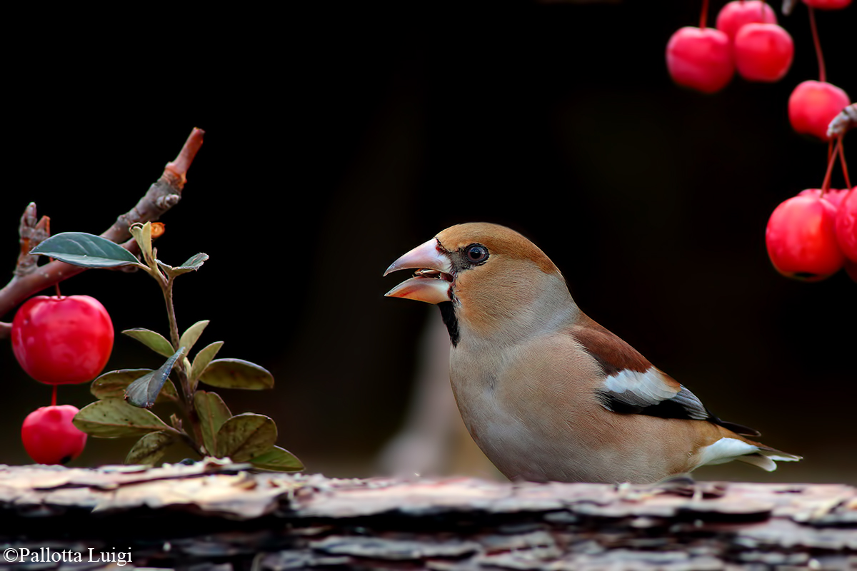Hawfinch (Coccothraustes coccothraustes)