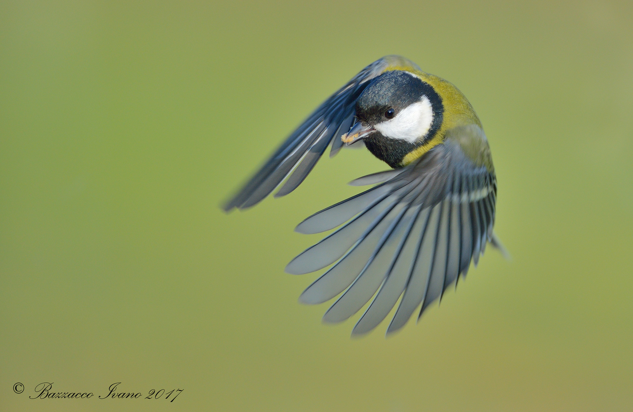 Great Tit 1