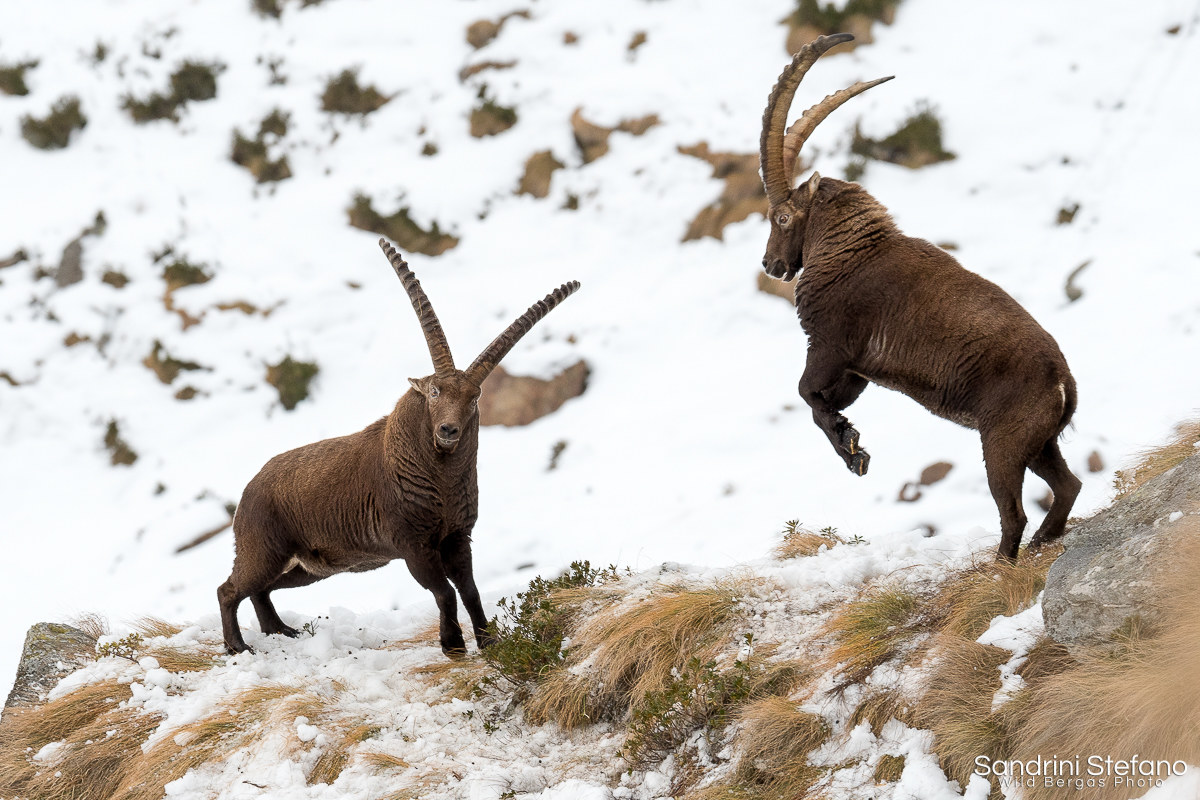 Lotta tra stambecchi adulti