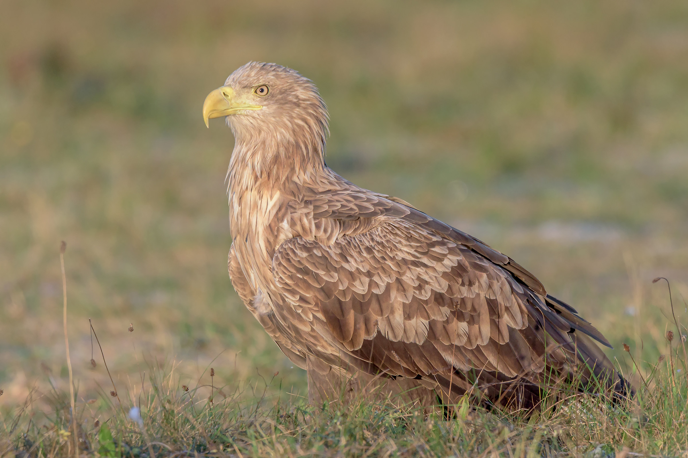 White-tailed sea eagle
