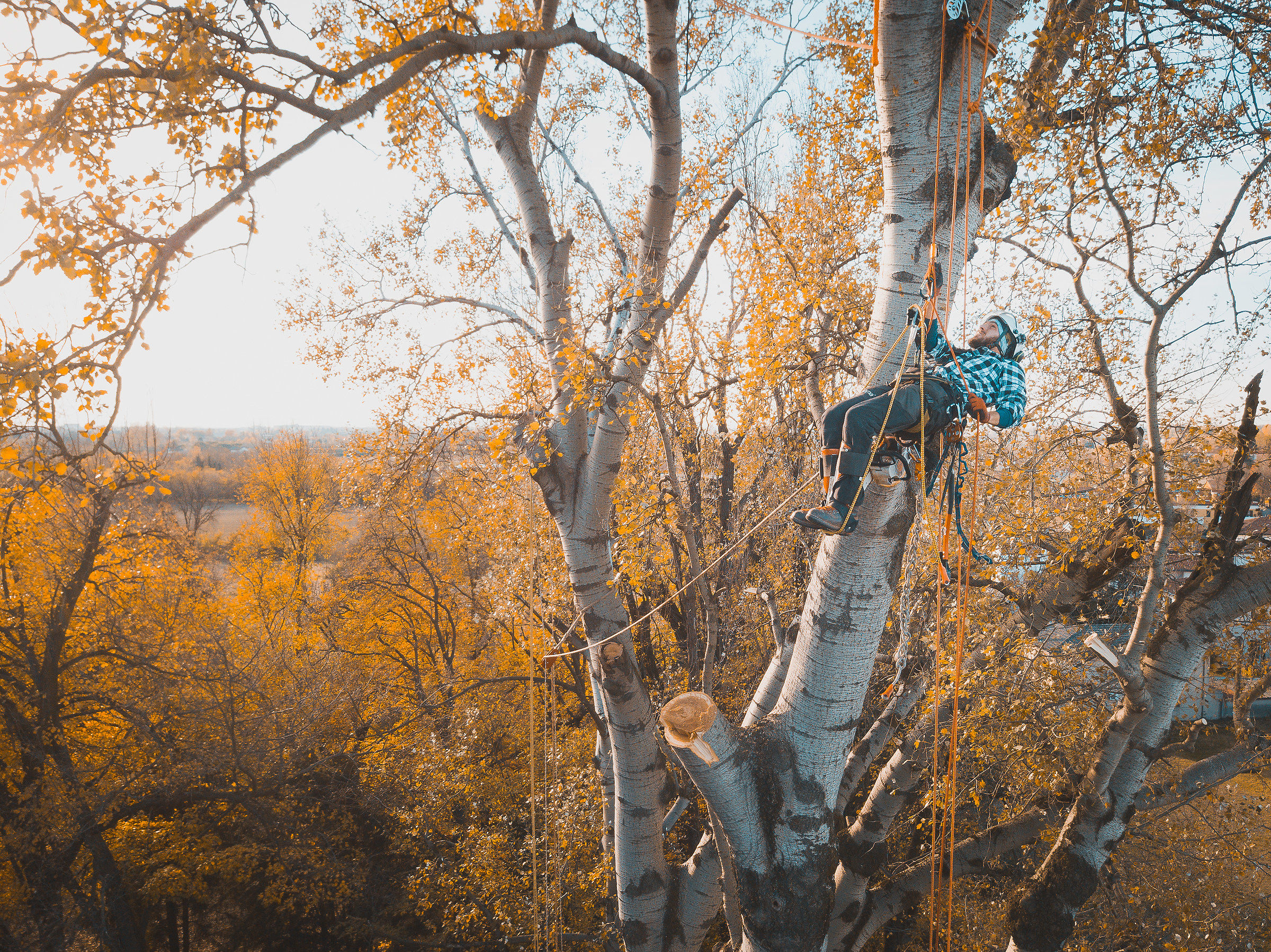 Tree climber in action