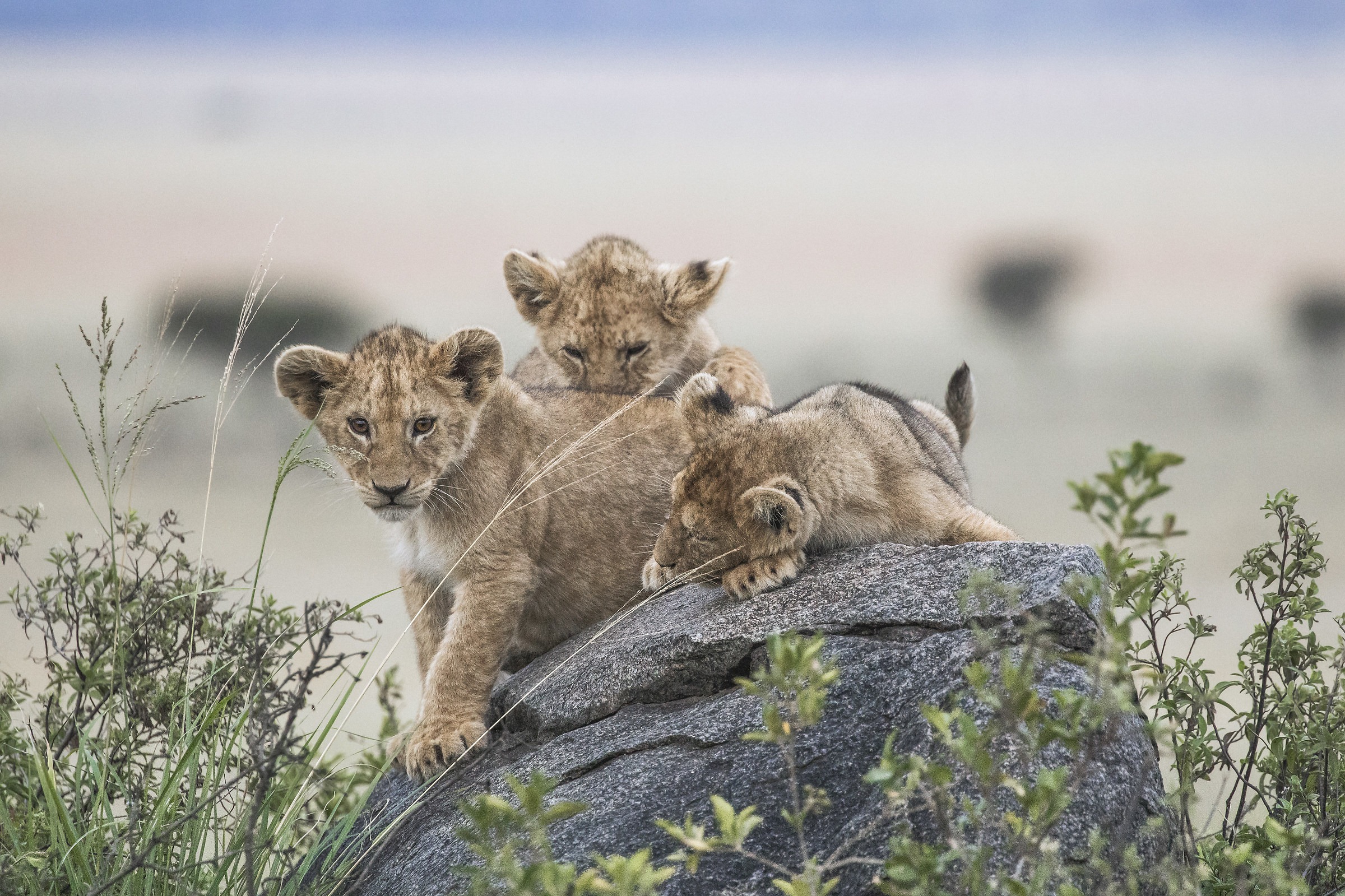 Ultimi nati nel branco a Seronera
