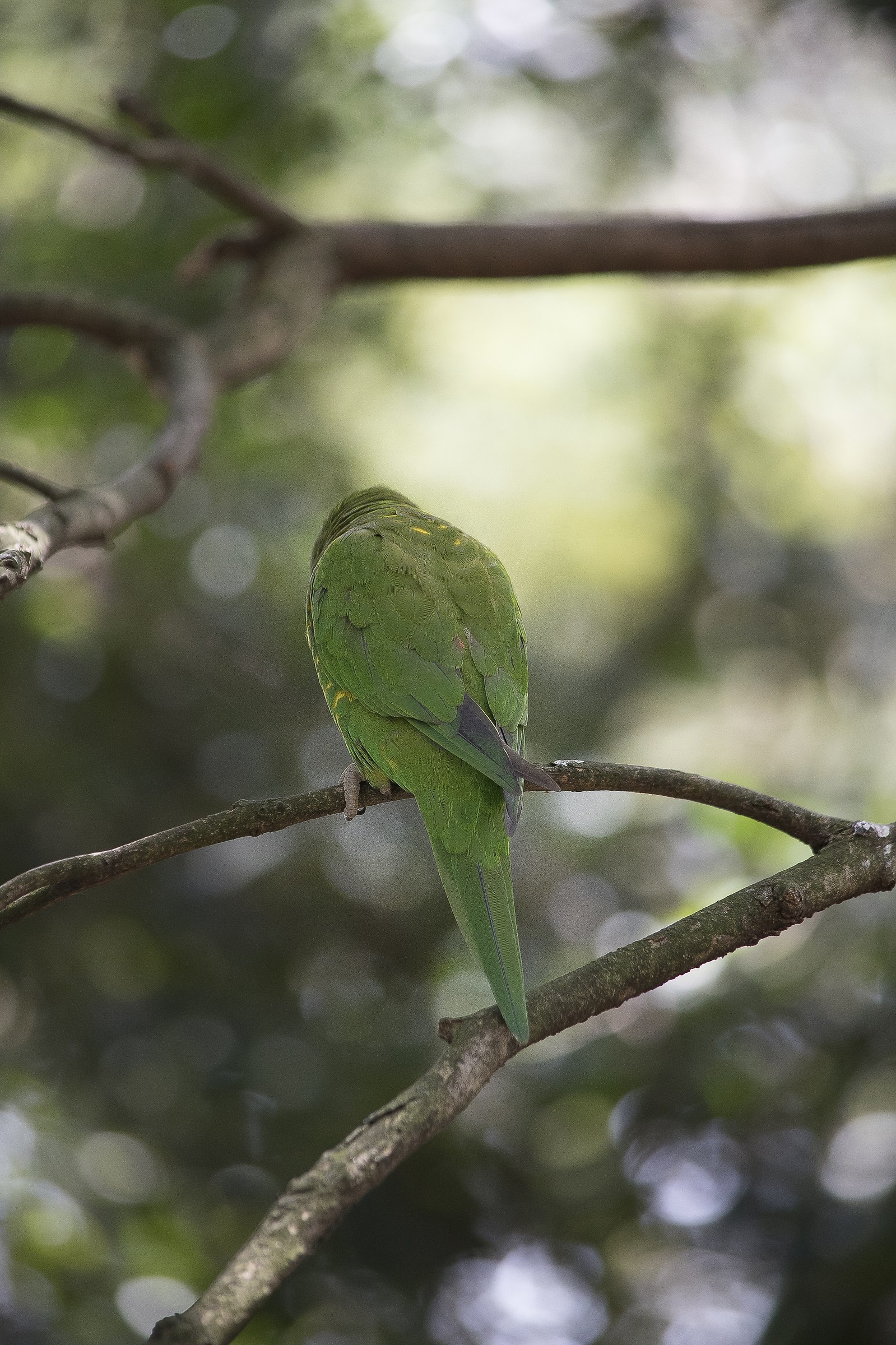 The green parrot