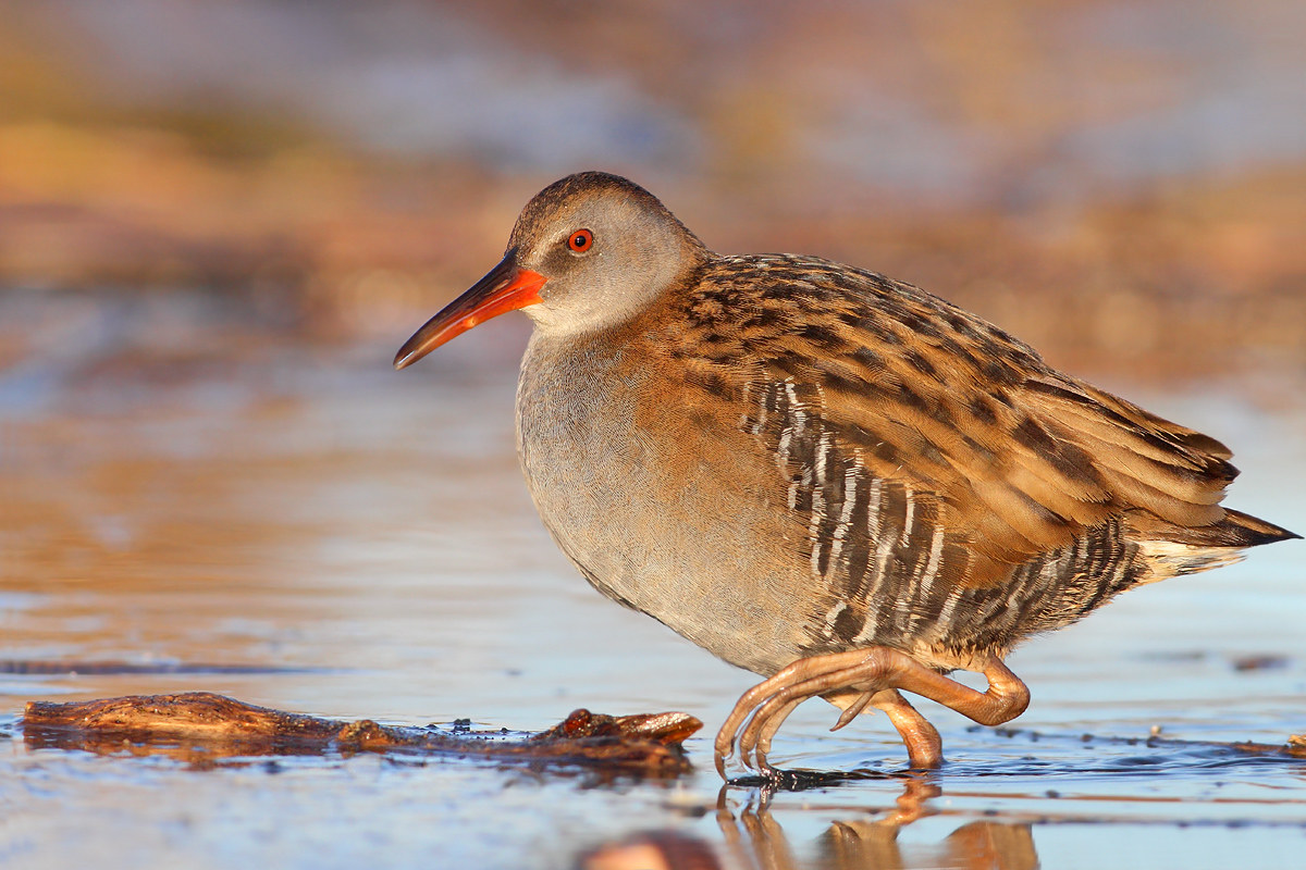 Water Rail