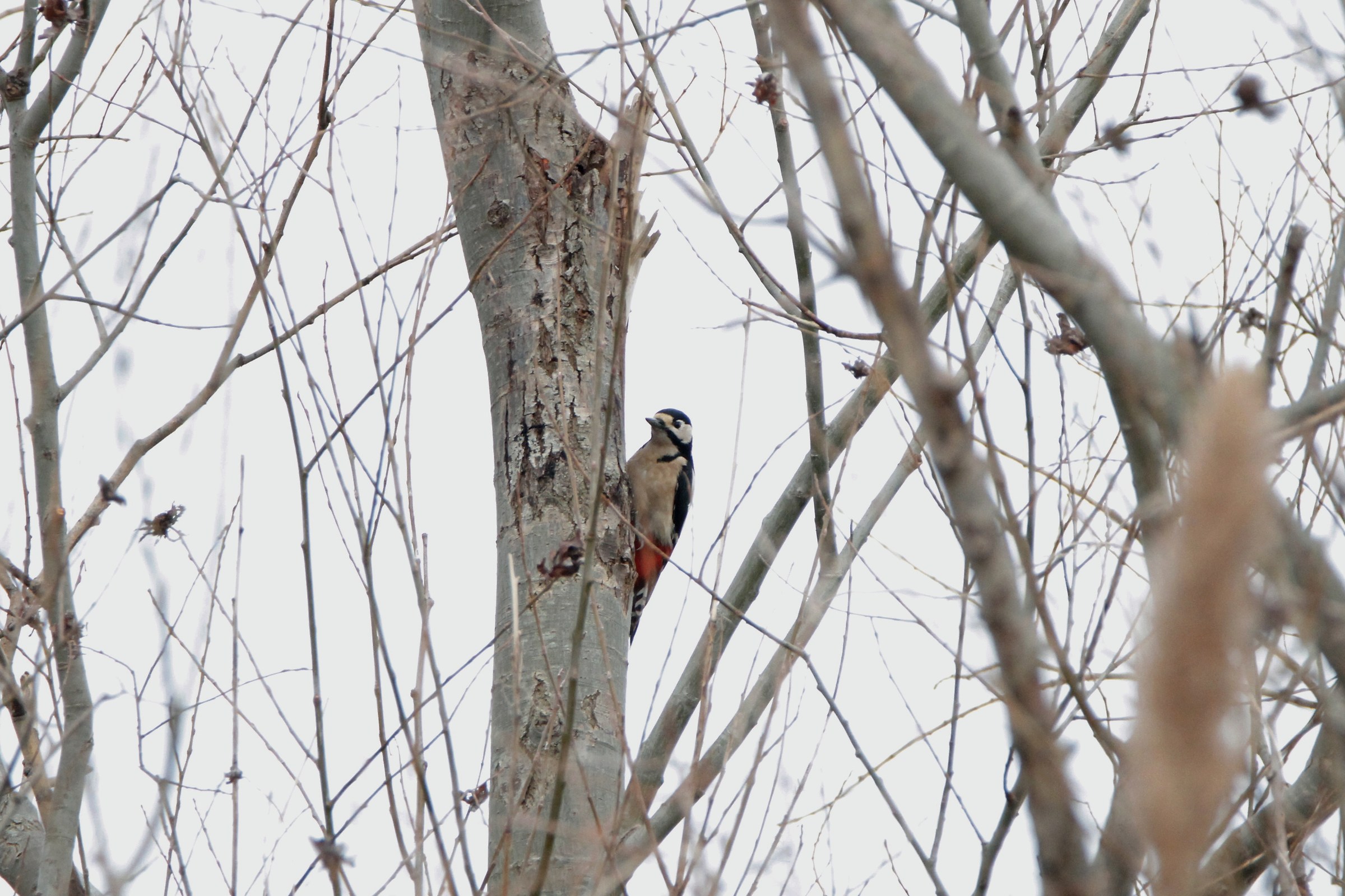 My first Big Woodpecker