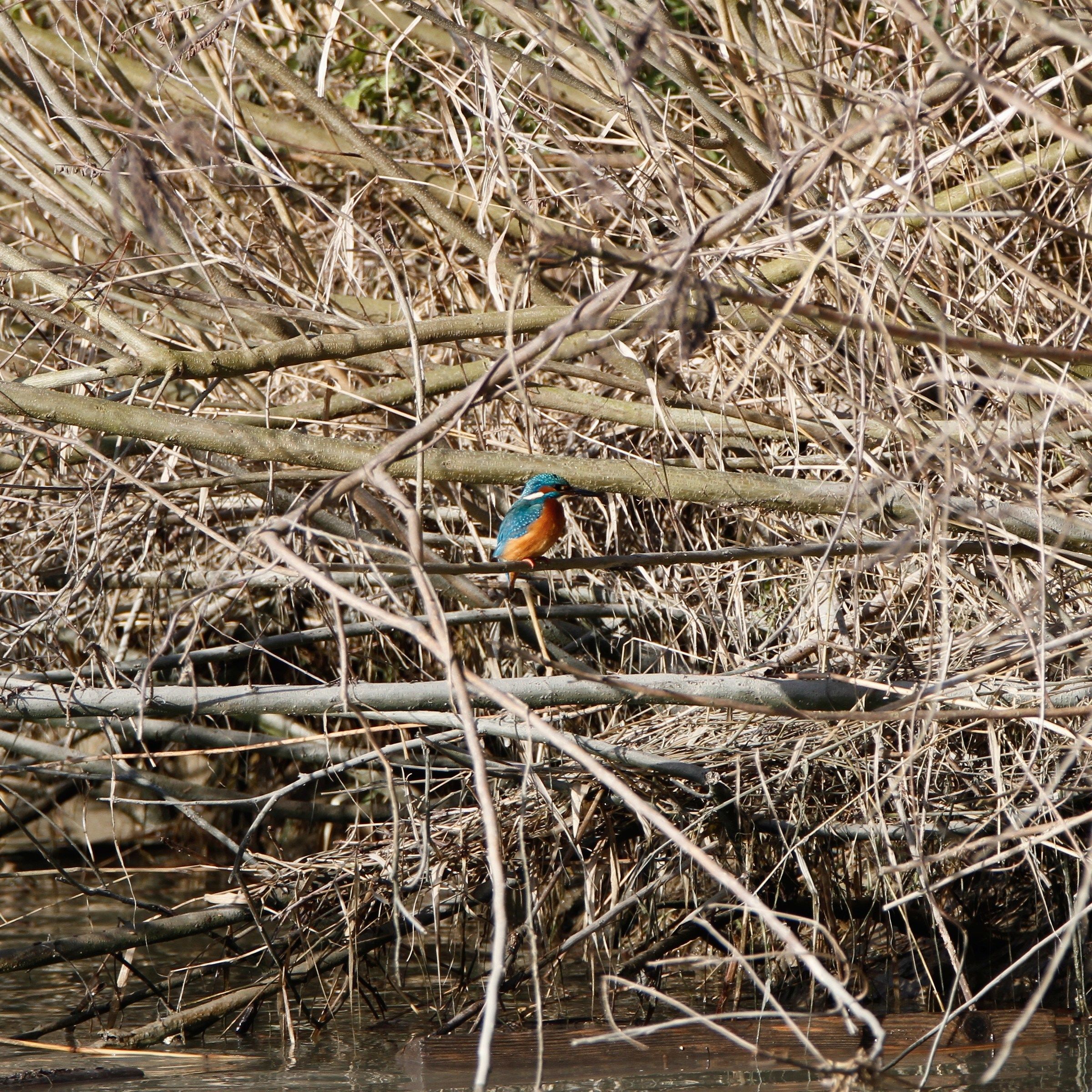 Kingfisher
