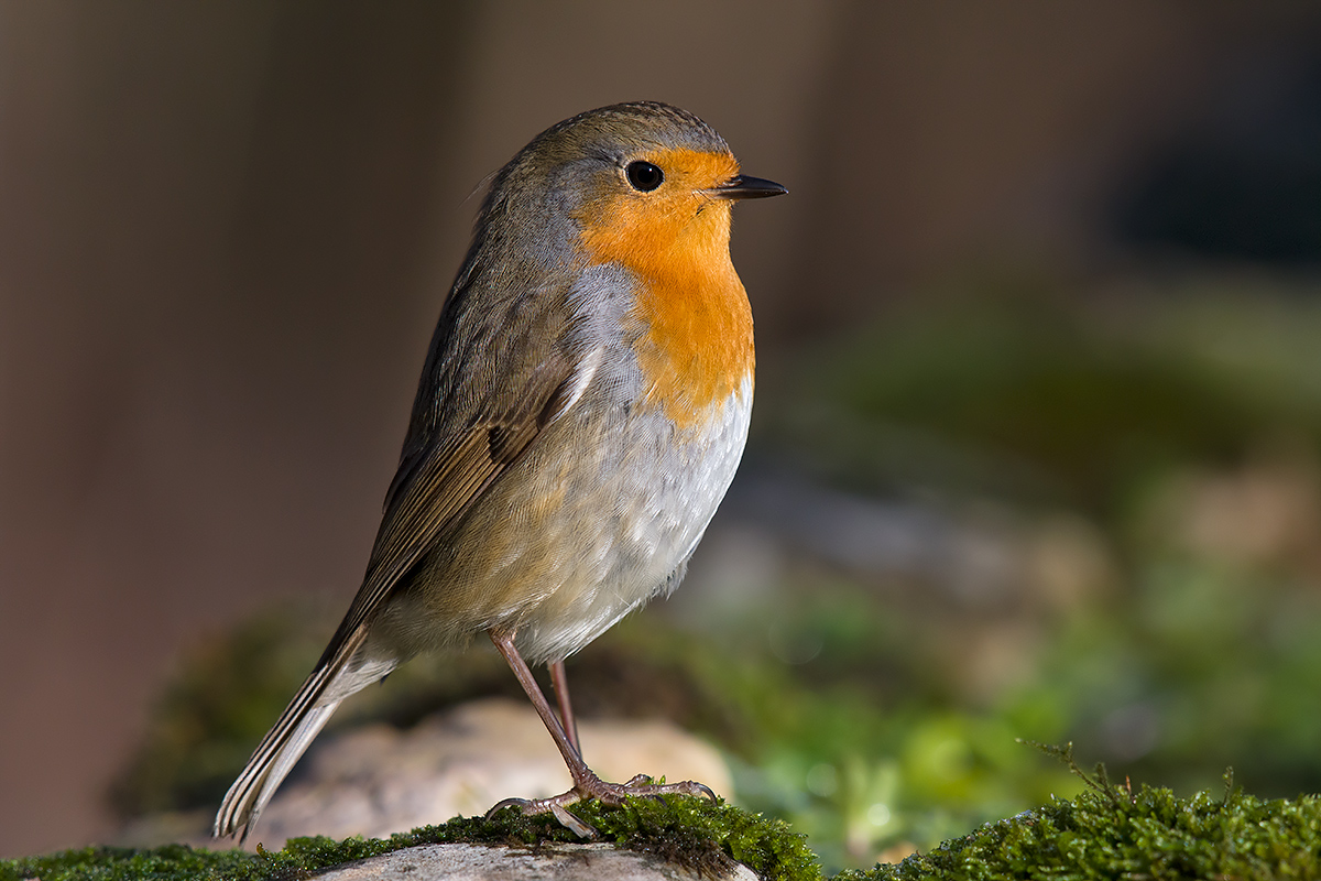 Robin