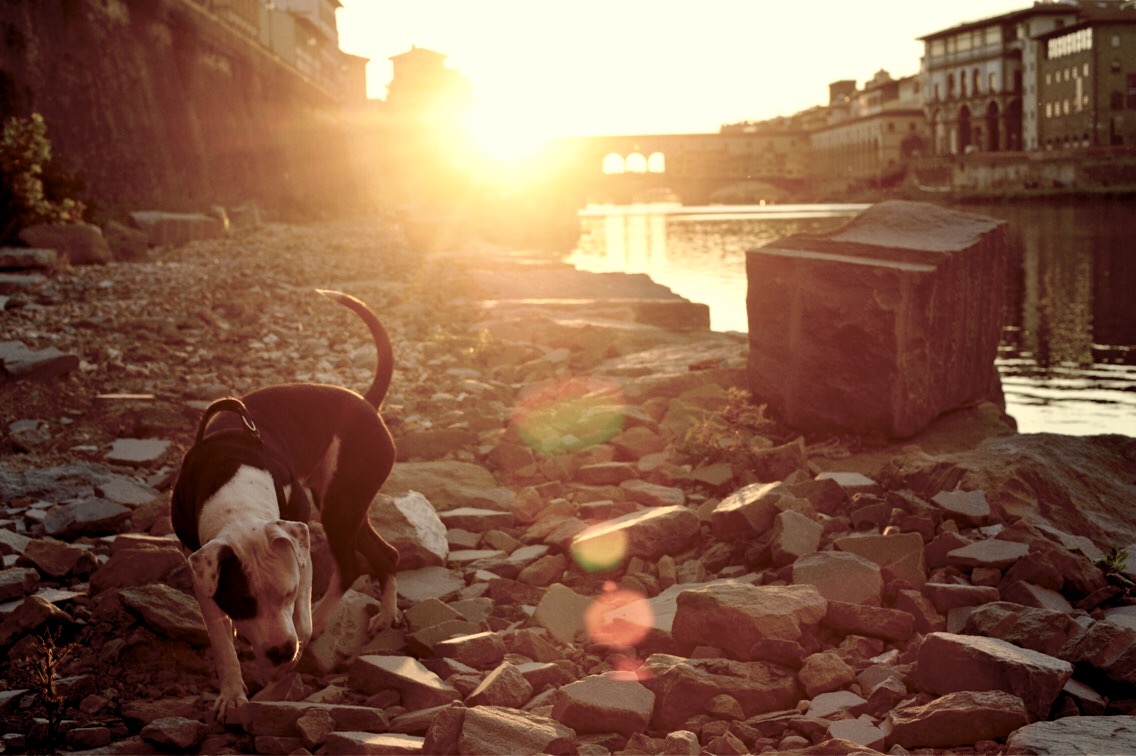 Thea the gorgeous Pirate of the Arno River