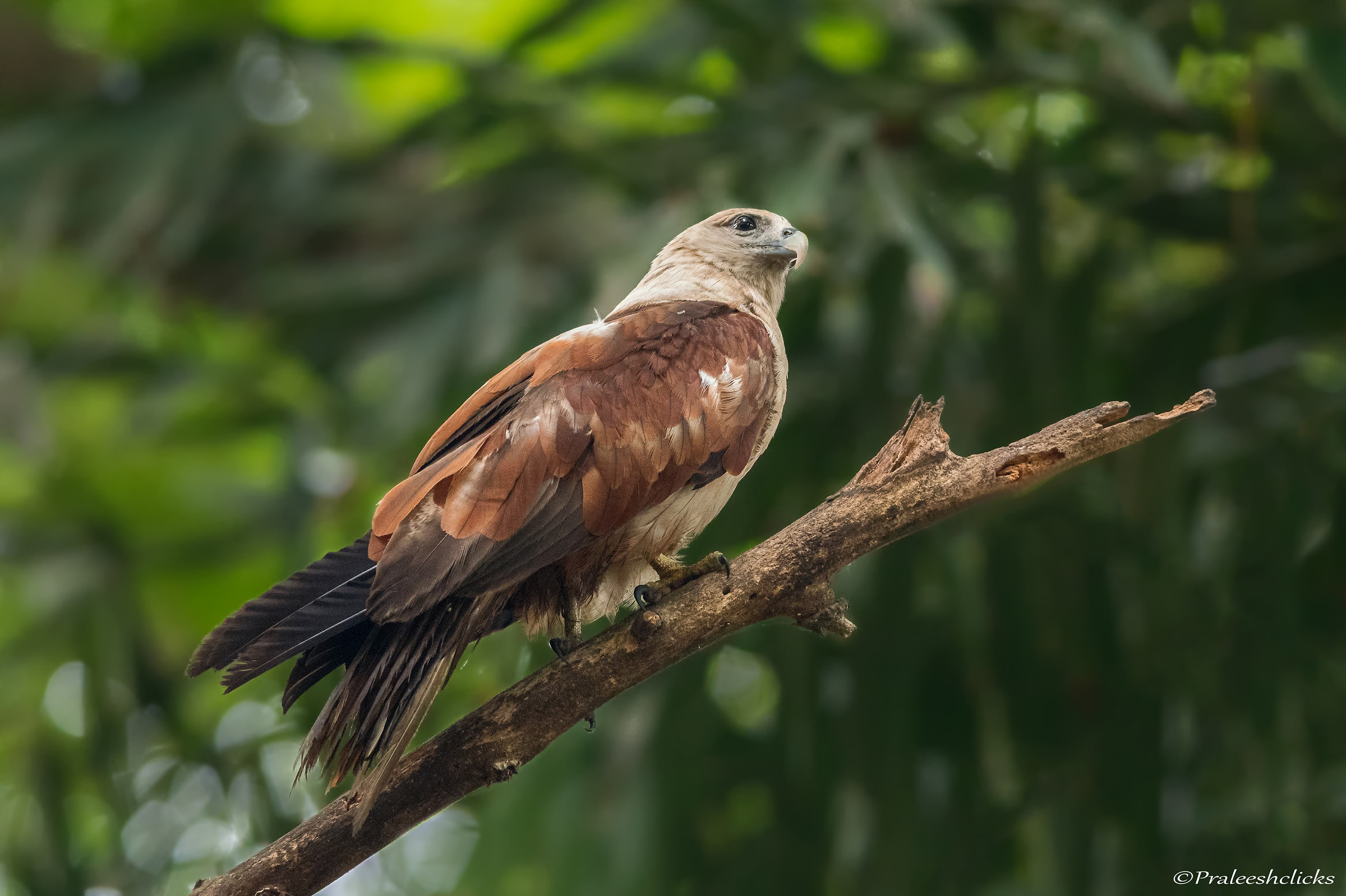 Brahminy Kite