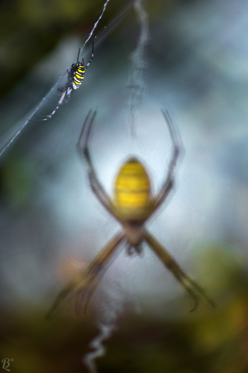Argiope bruennichi