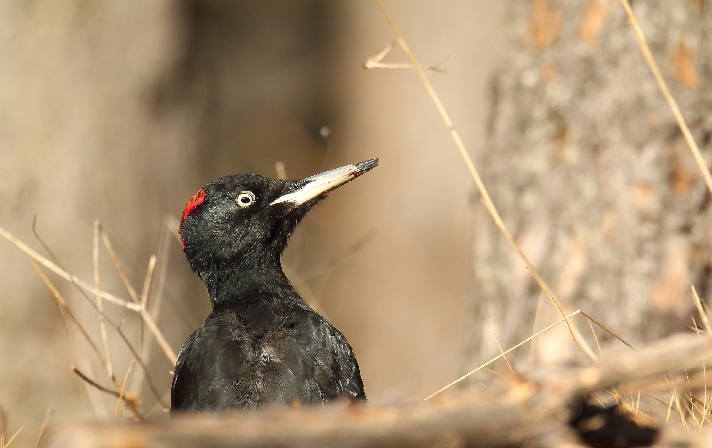 Look in the woods ..