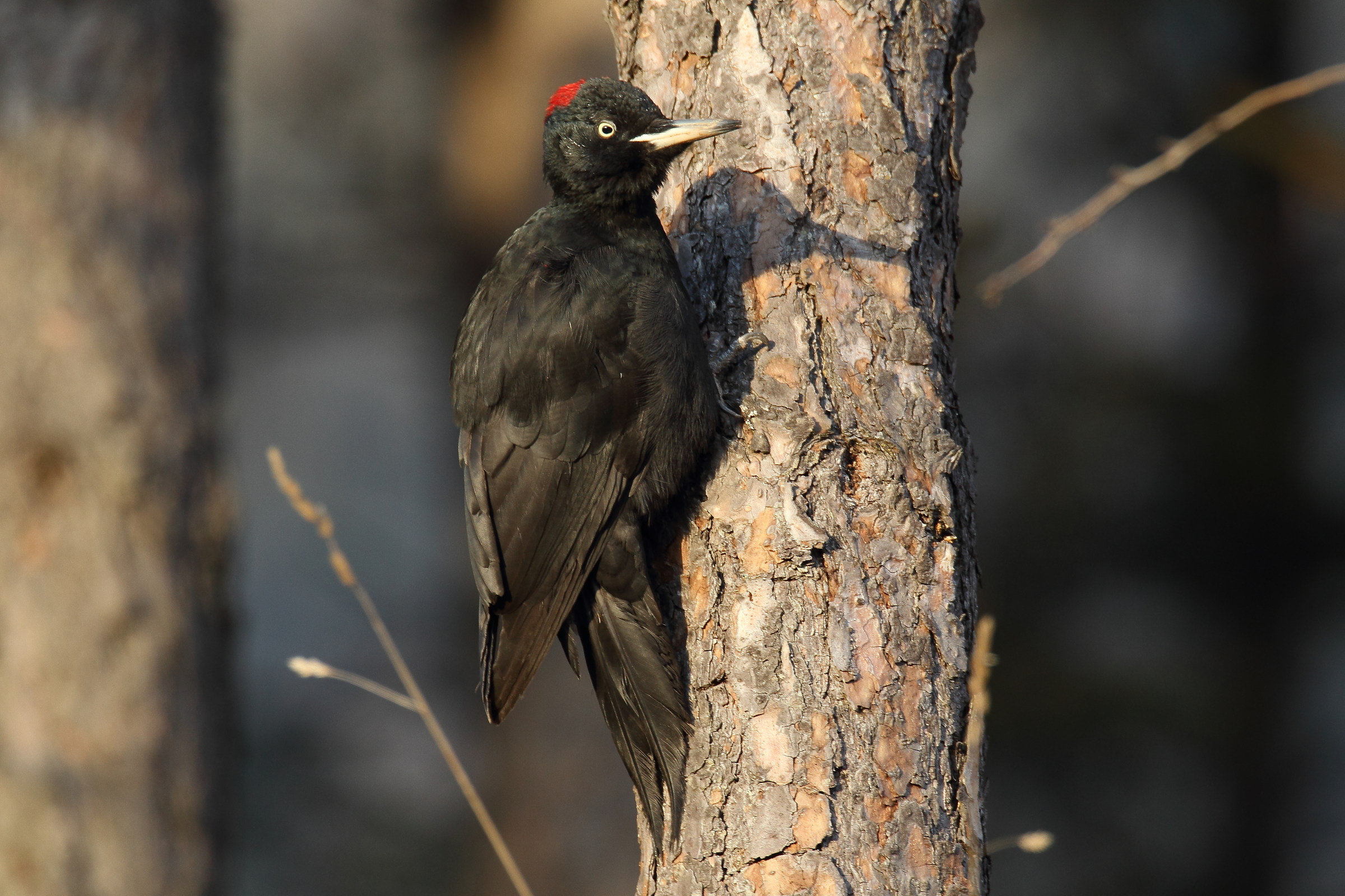 Female black woodpecker