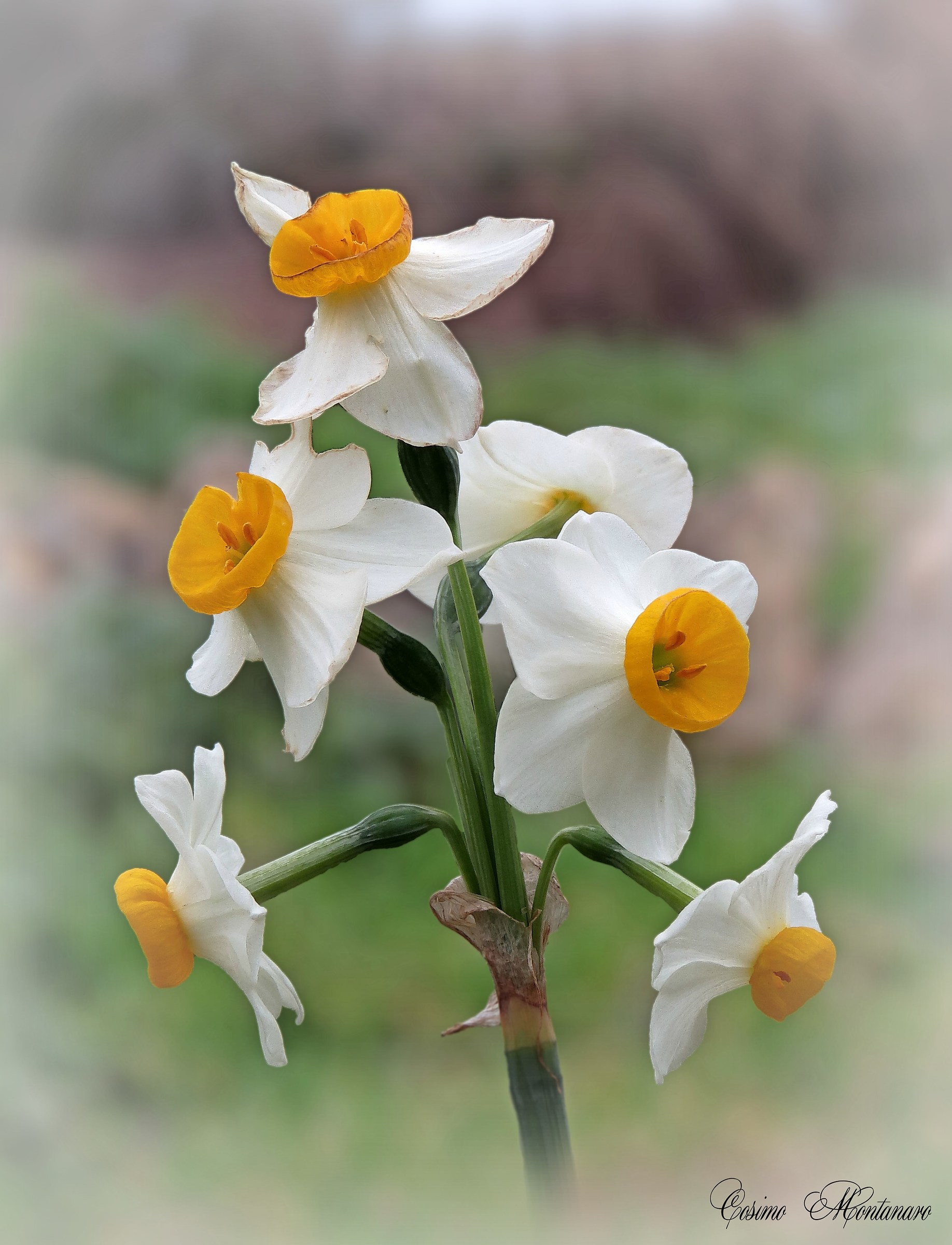 Narcissus tazetta