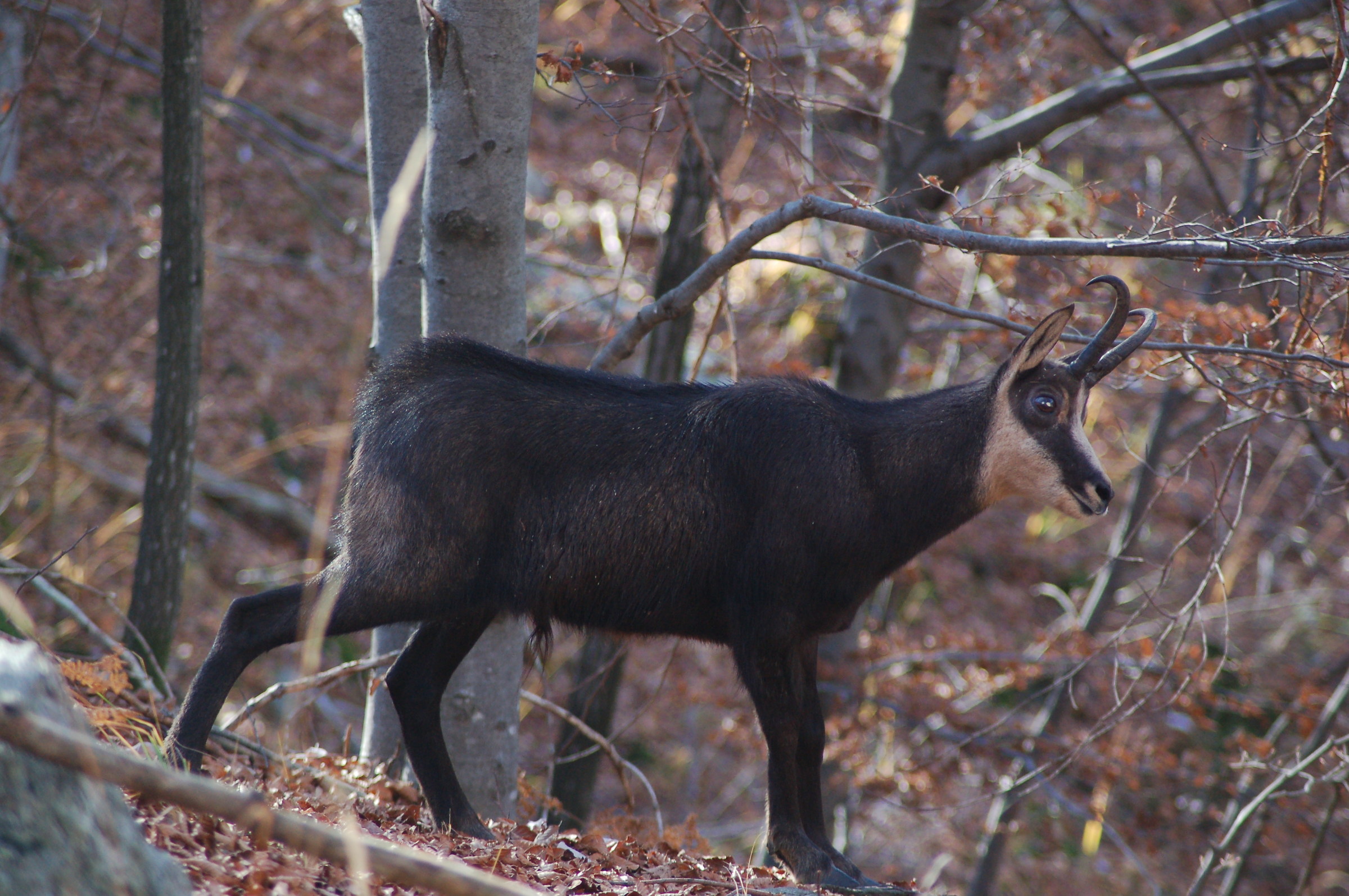 Male chamois