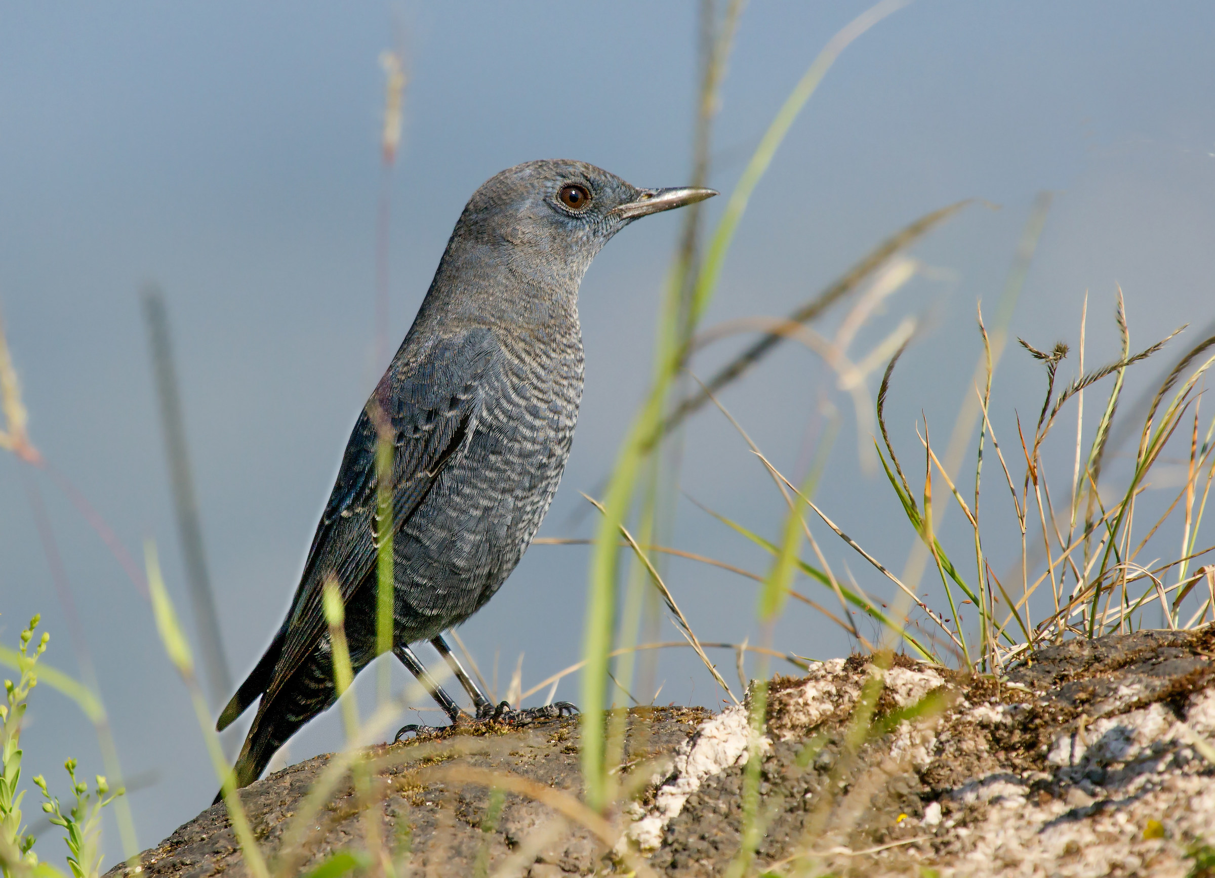 Blue Rock Thrush, maschio.