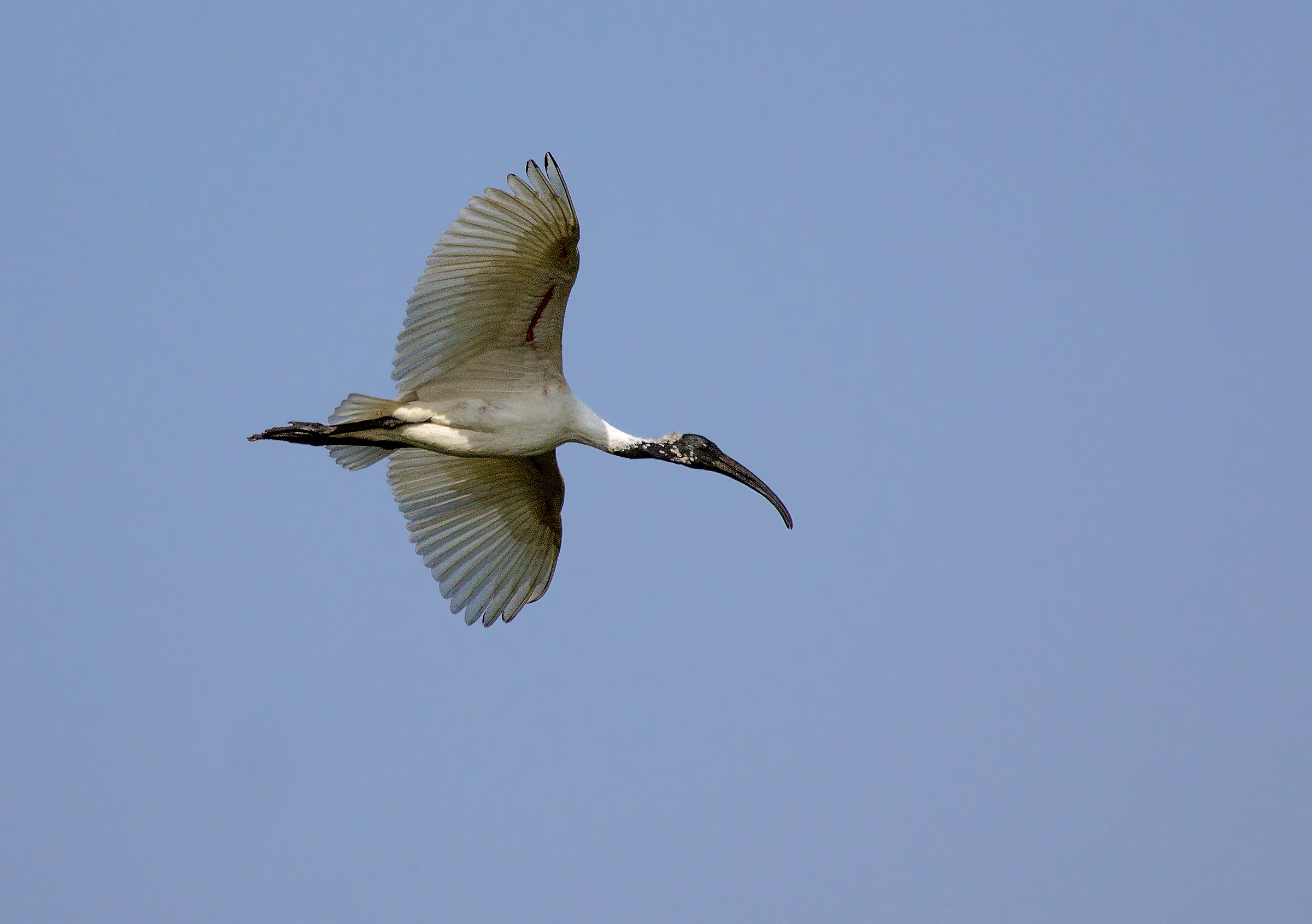 Ibis con collo nero.