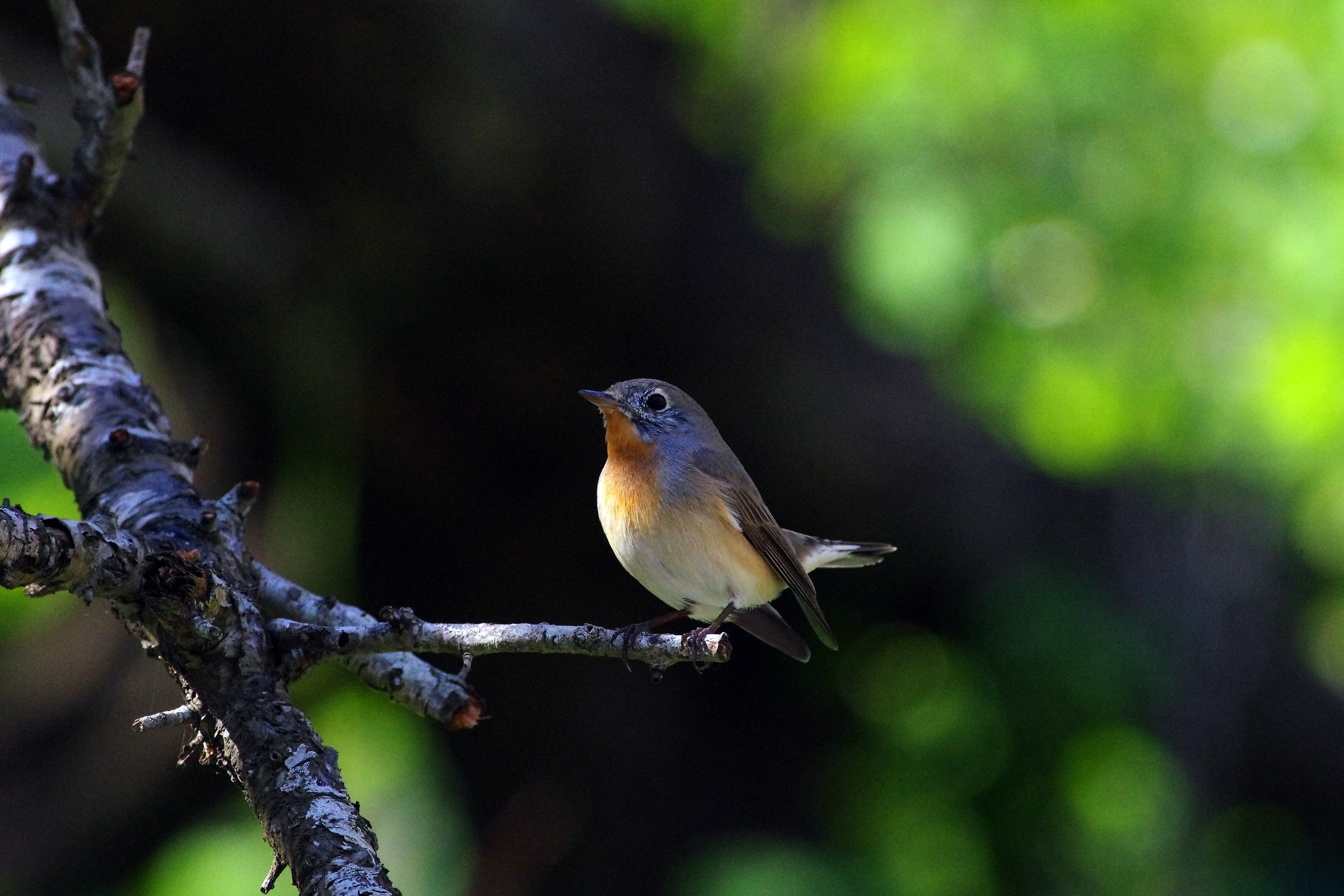 Red-breasted Flycatcher